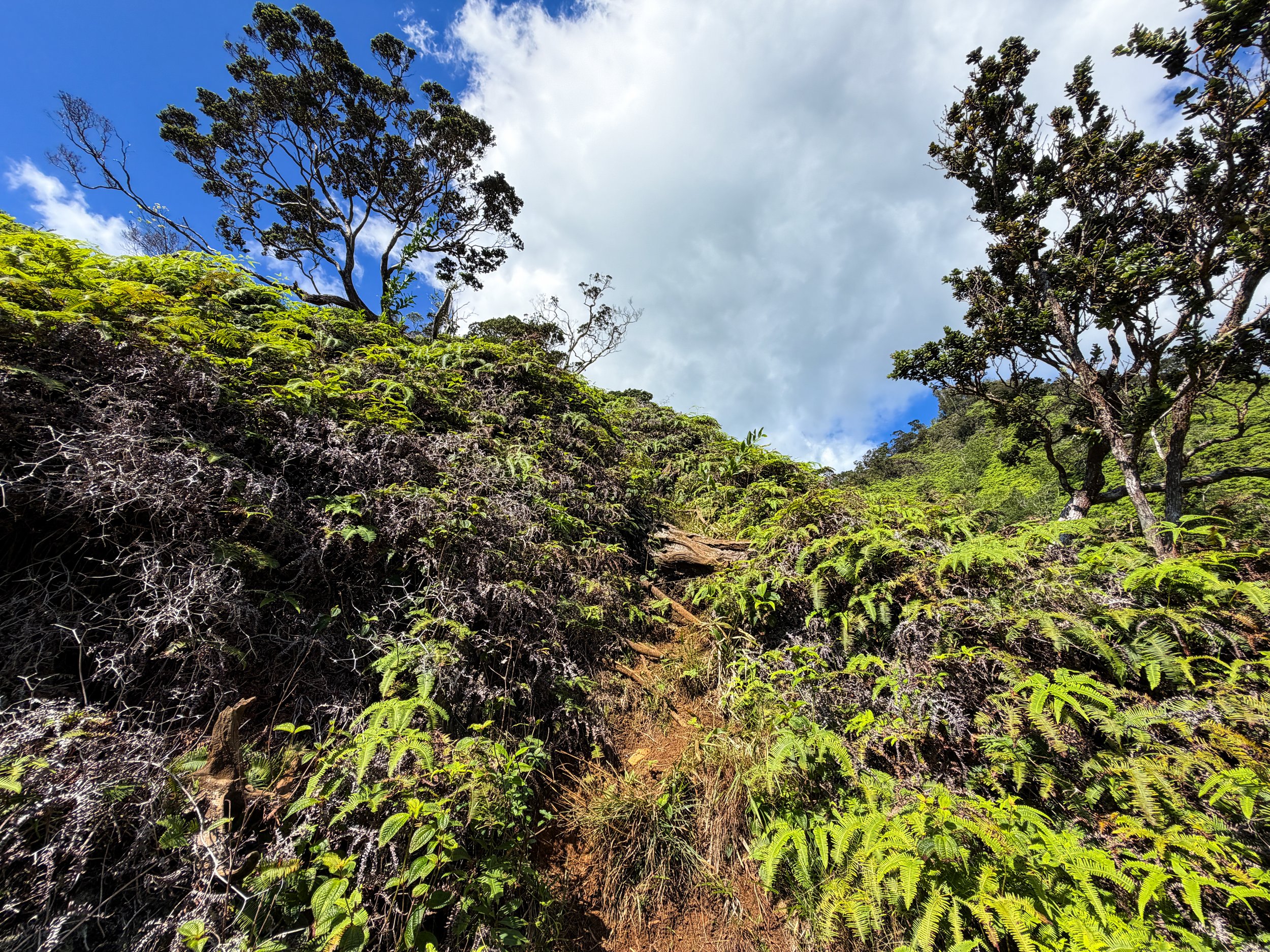 Kaau Crater Hike Oahu Hawaii