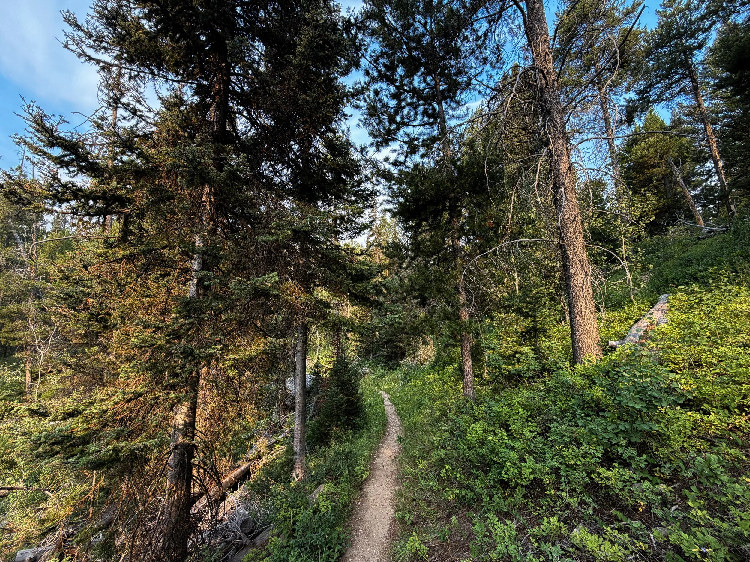 Aspen Boulder Ridge Loop Trail Grand Teton National Park Wyoming