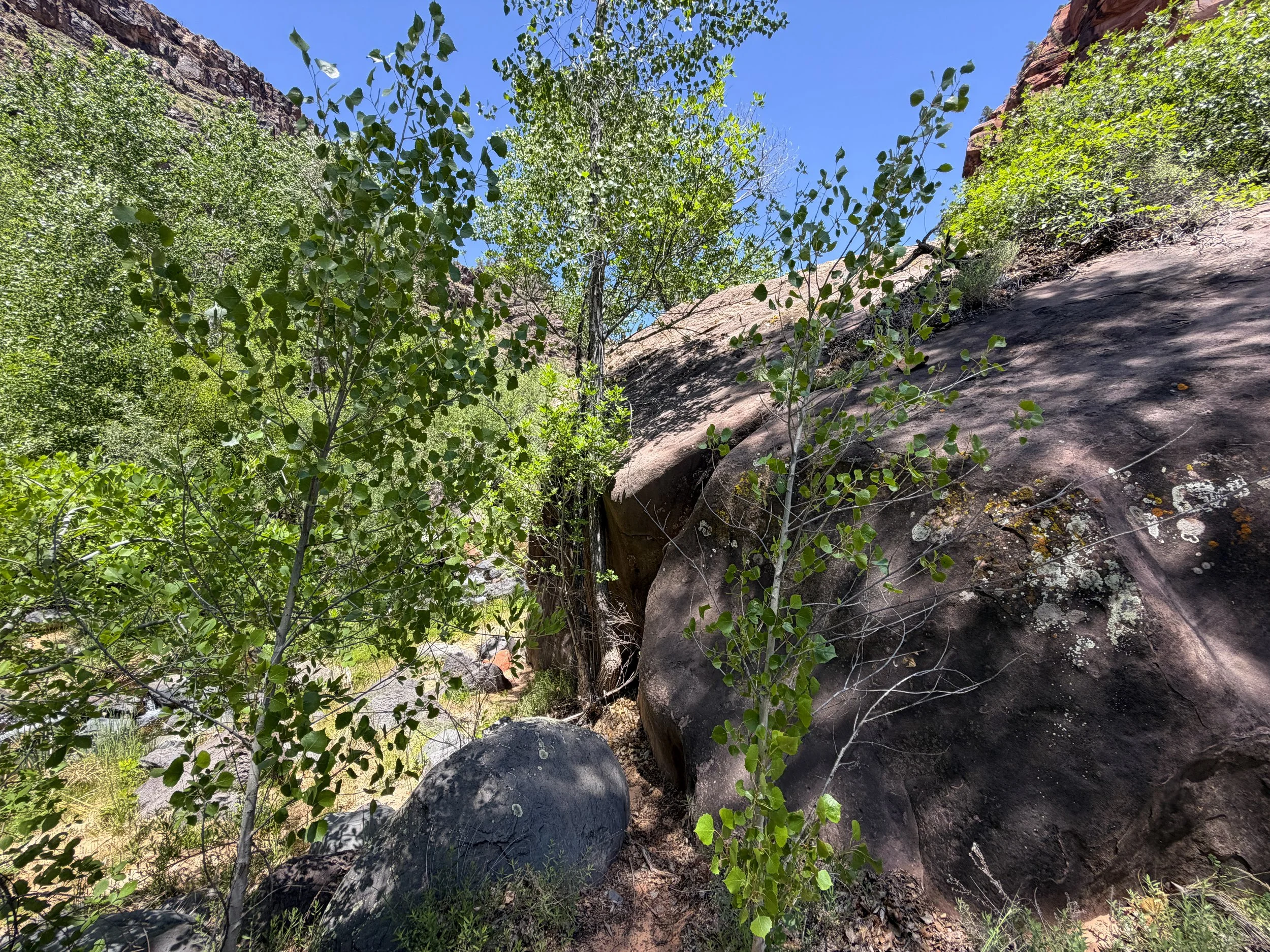 Grapevine Trail to Left Fork Falls Zion National Park Utah