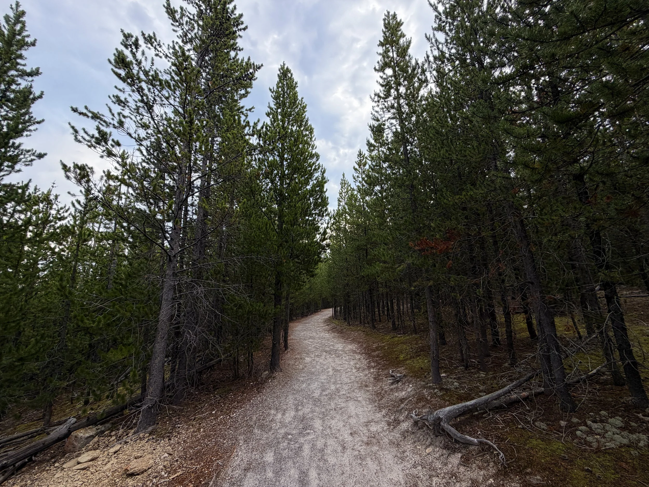 Norris Geyser Basin Trail Yellowstone National Park Wyoming