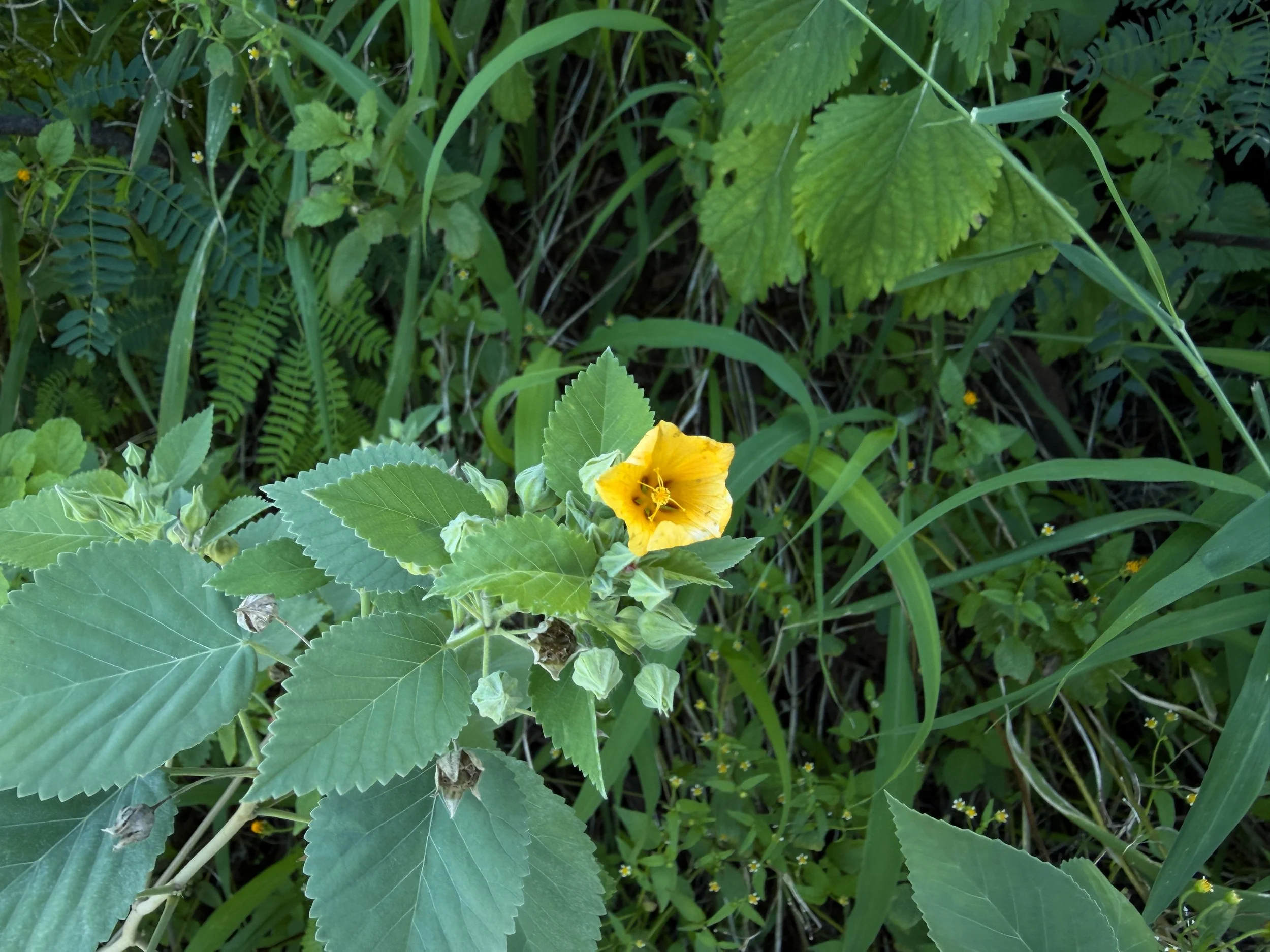 Ilima Flower Sida fallax