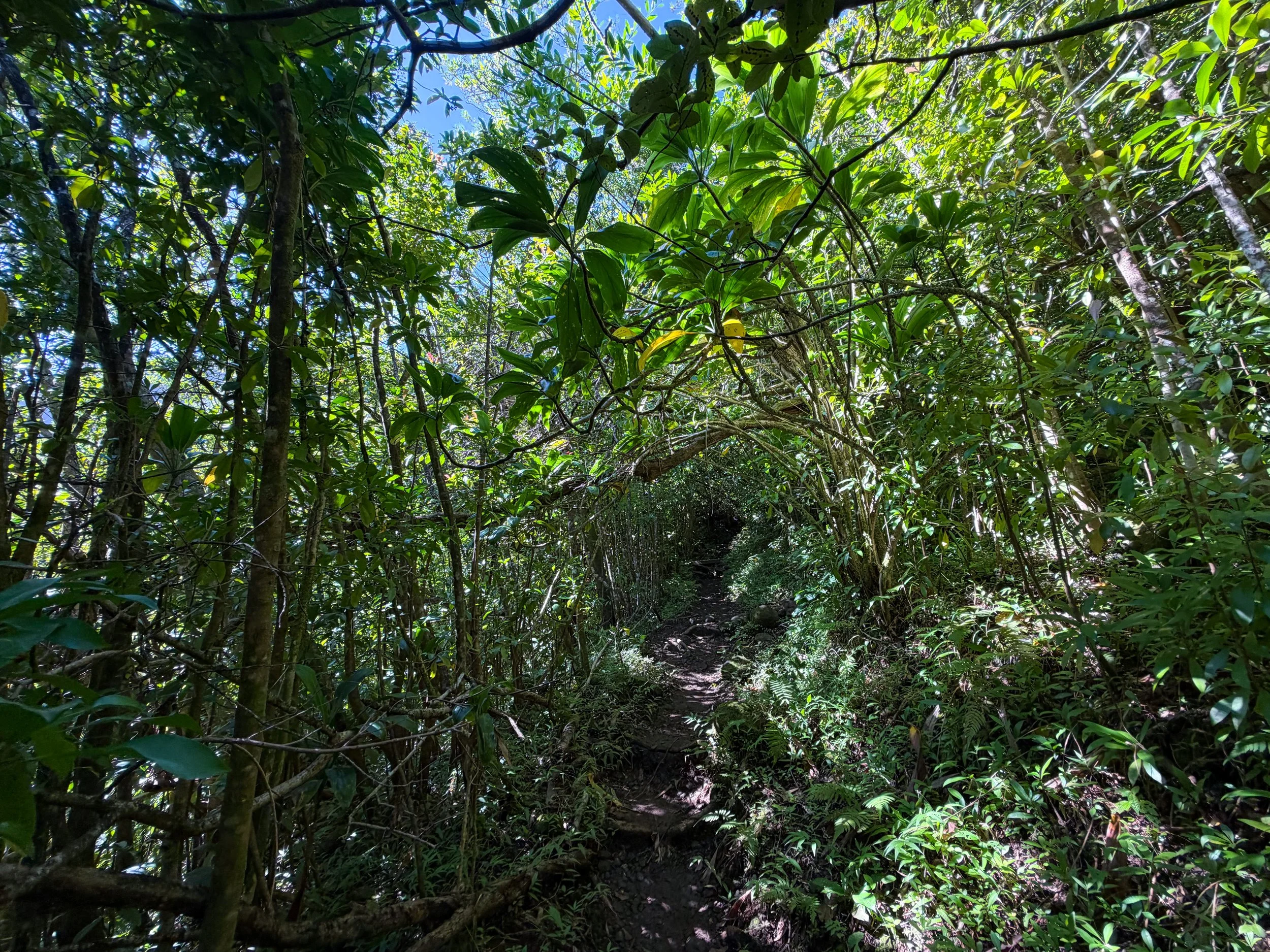 Aihualama Trail to Pauoa Flats Bench Oahu Hawaii