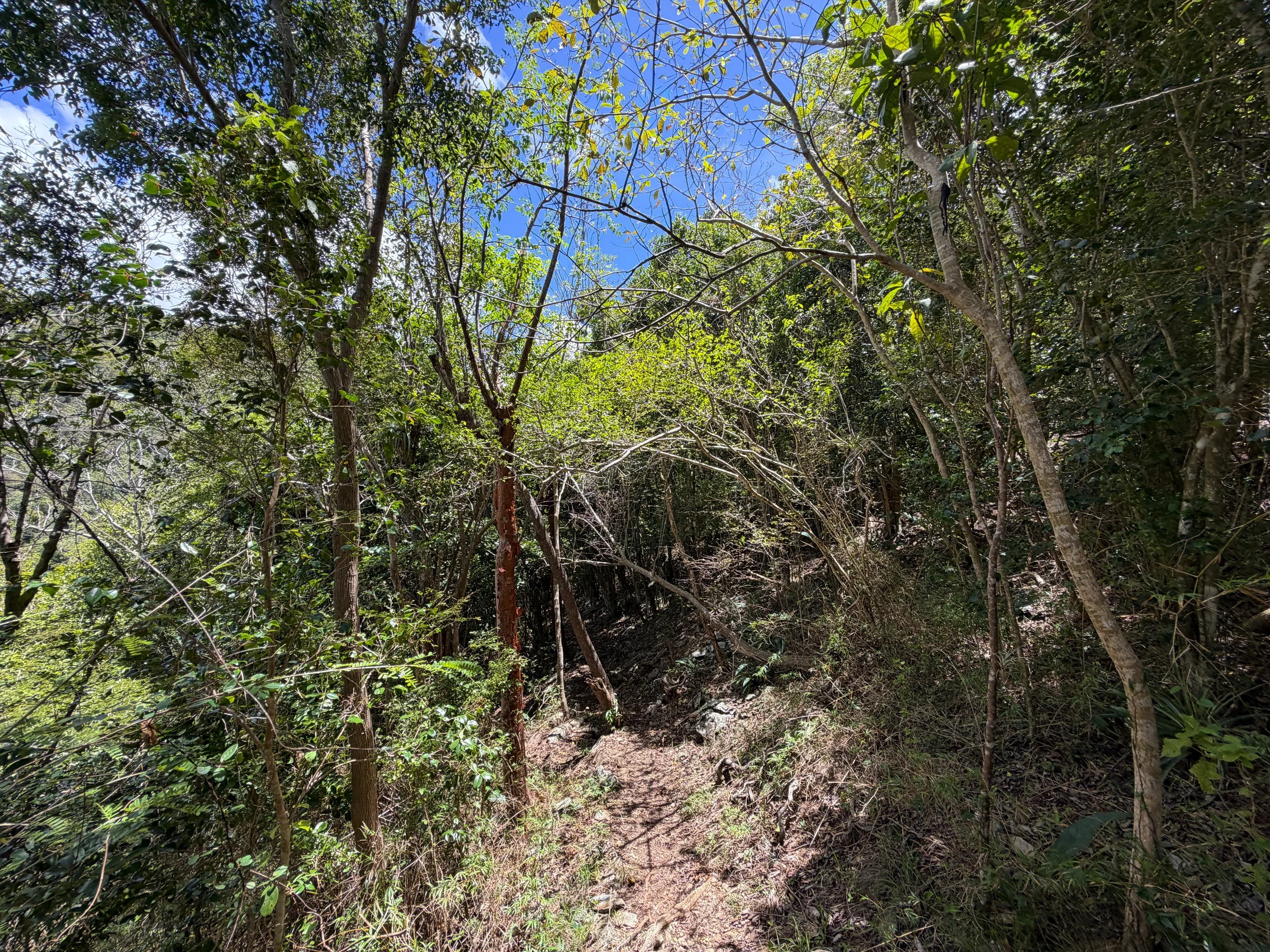 Caneel Hill Trail Virgin Islands National Park