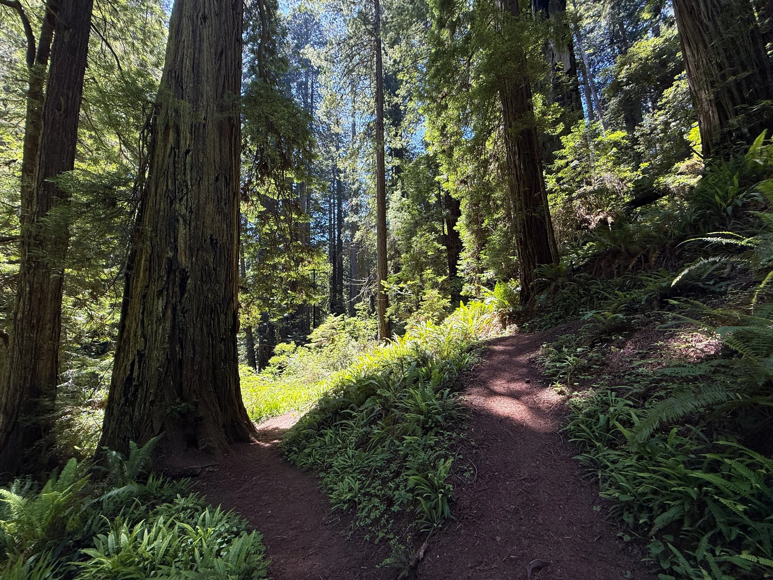 Hope Creek–Ten Taypo Loop Trail Prairie Creek Redwoods State Park California