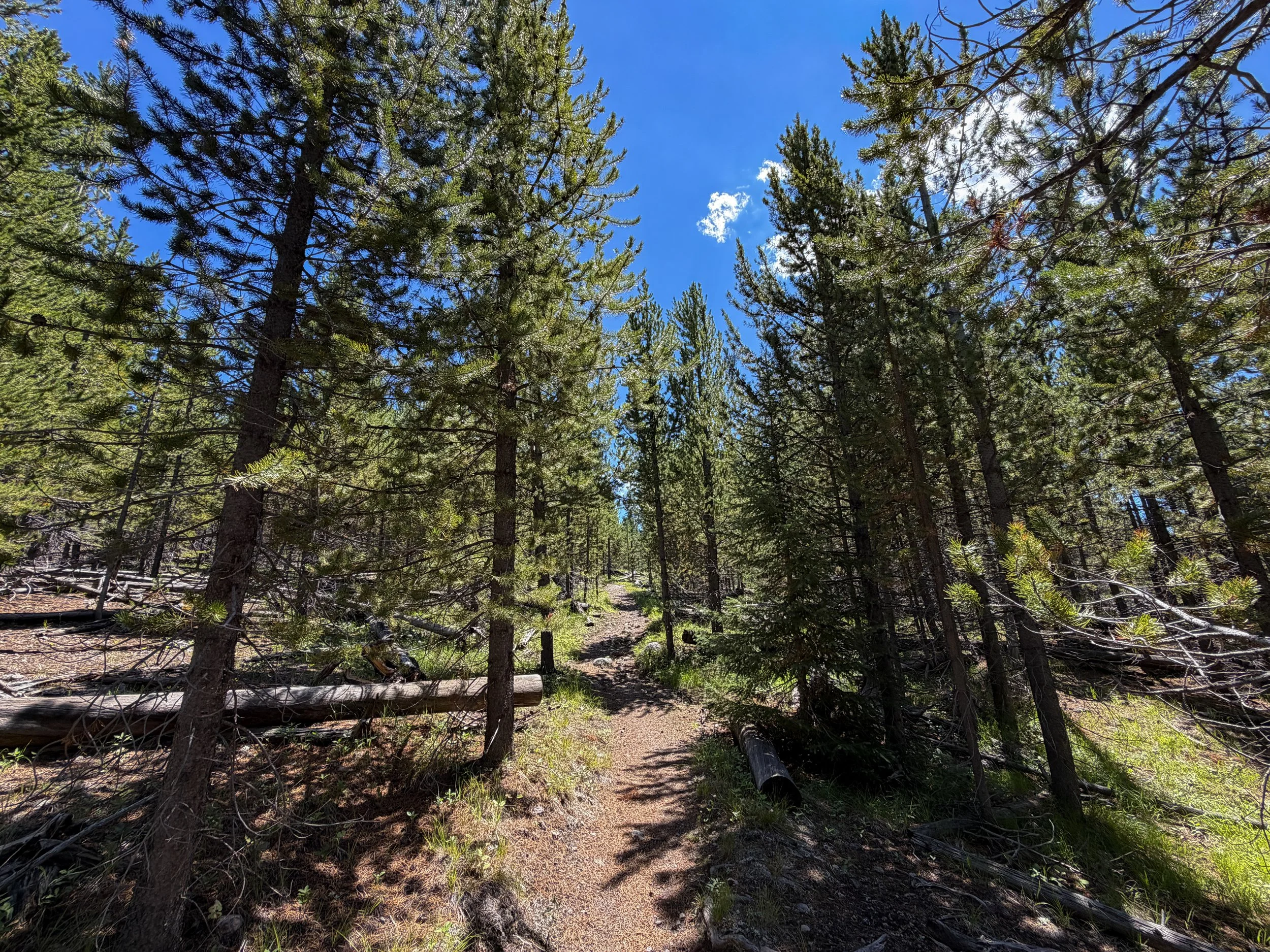 Fern Cascade Loop Trail Yellowstone National Park Wyoming