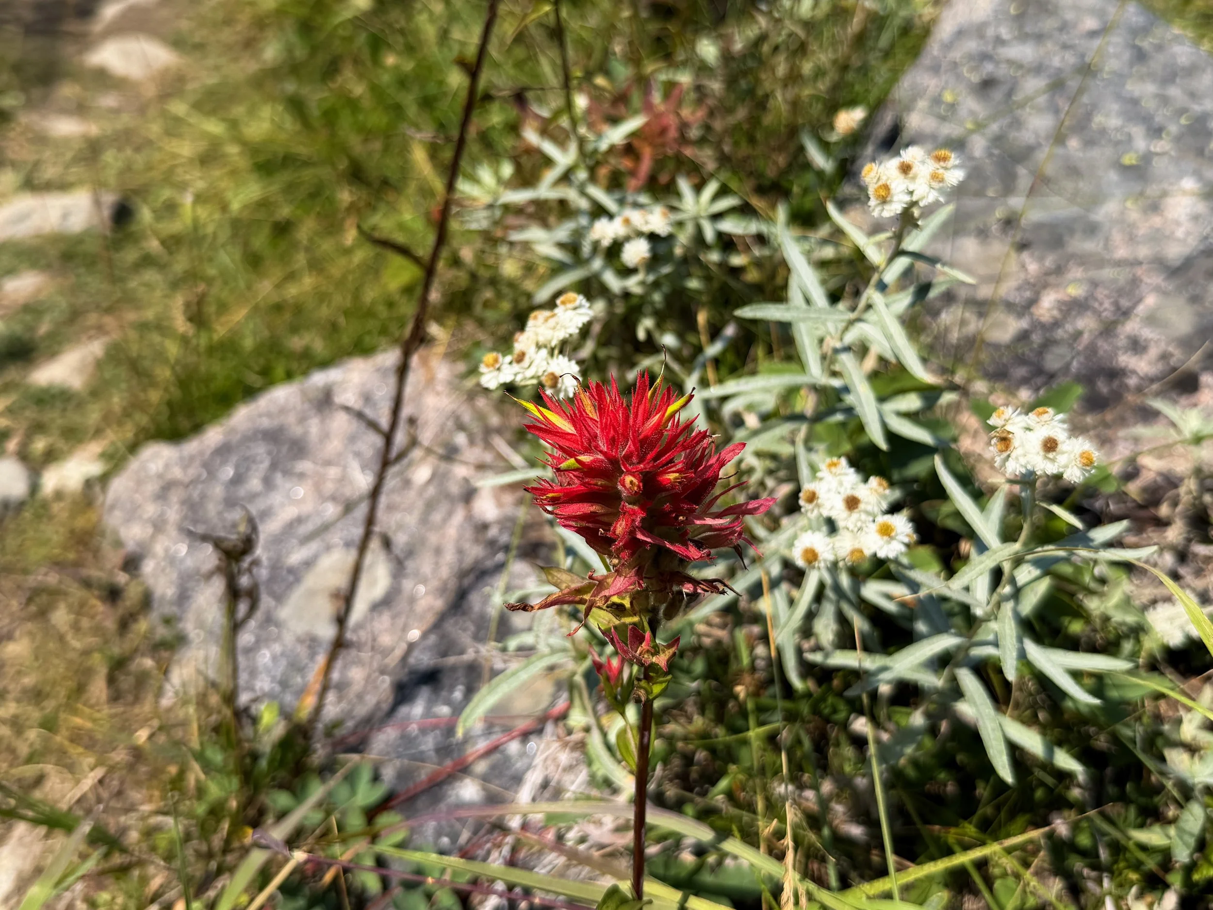Paintbrush Castilleja sp.