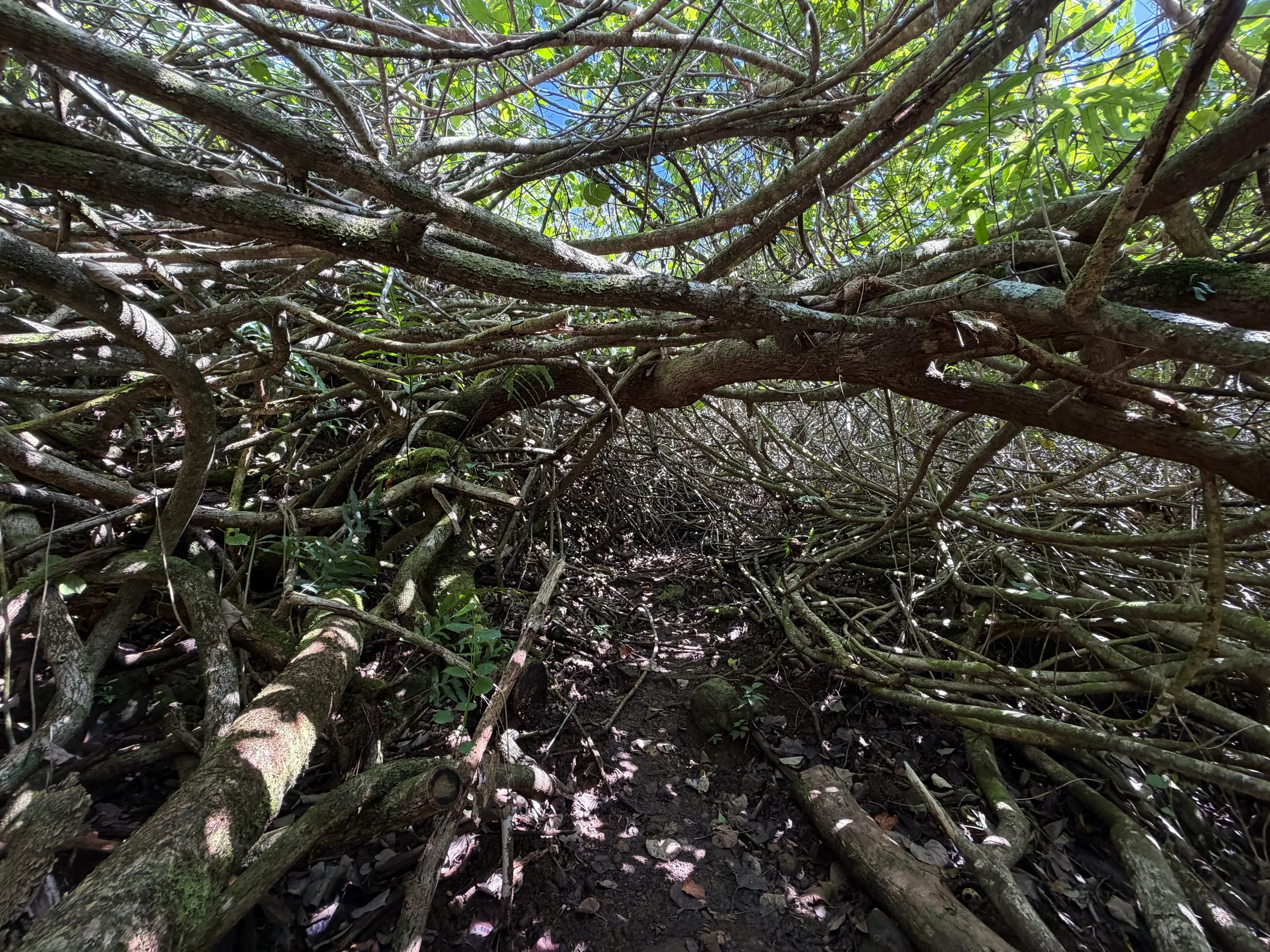 Kulanaahane Trail Oahu Hawaii