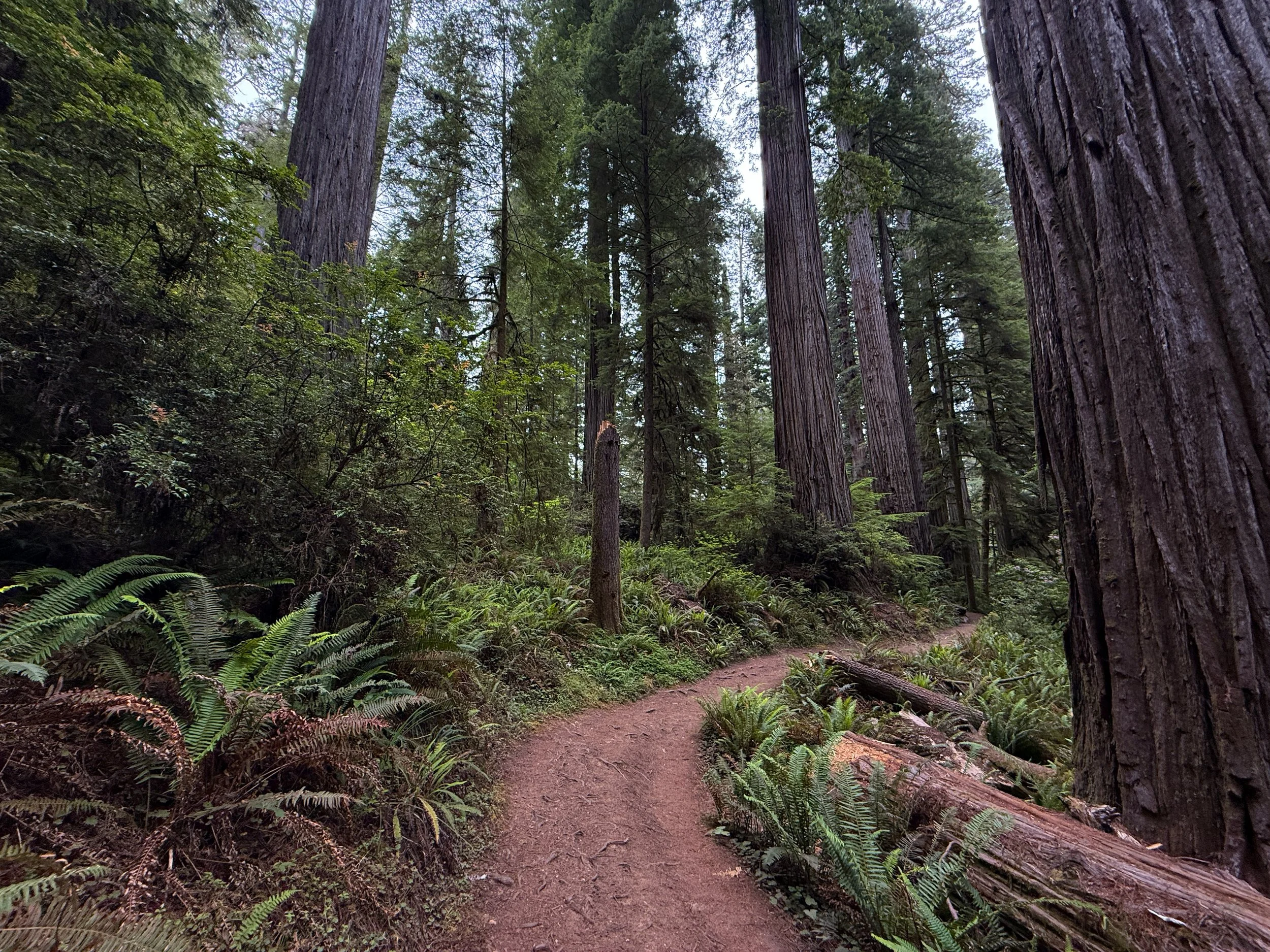 Boy Scout Tree Trail Jedediah Smith Redwoods State Park California
