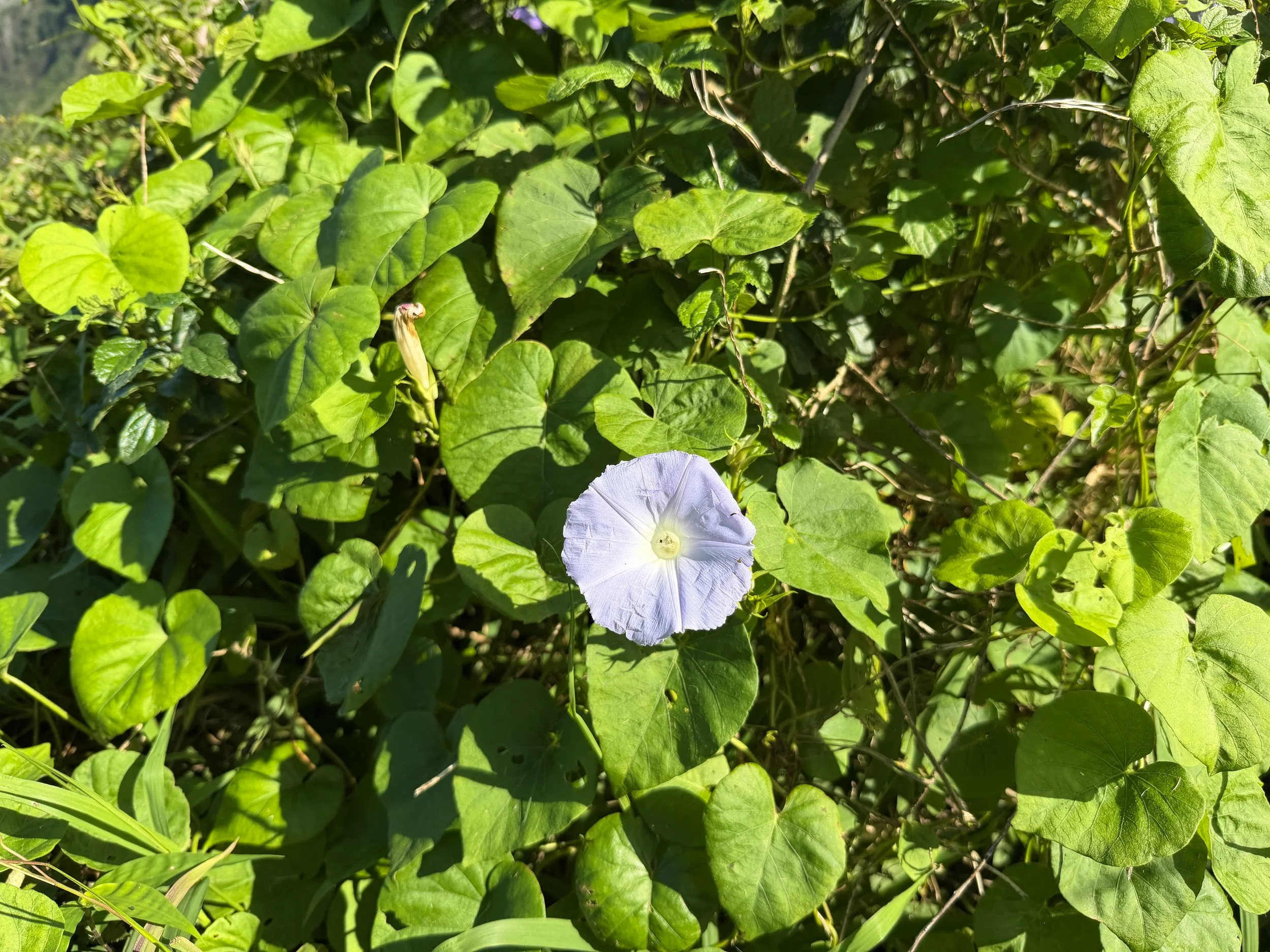Koali awa Ipomoea indica