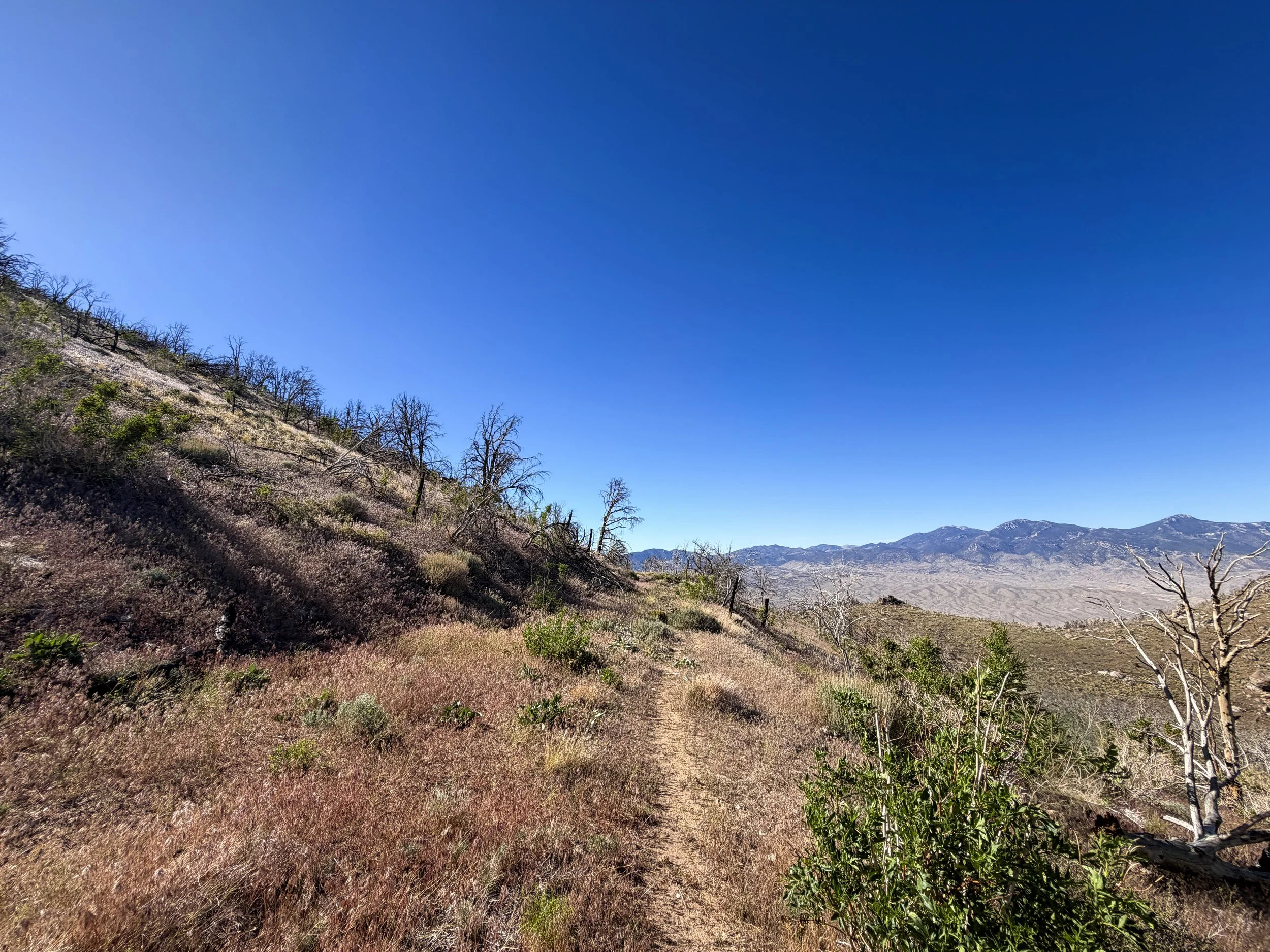 Strawberry Creek Fire Osceola Ditch Trail Great Basin National Park Nevada