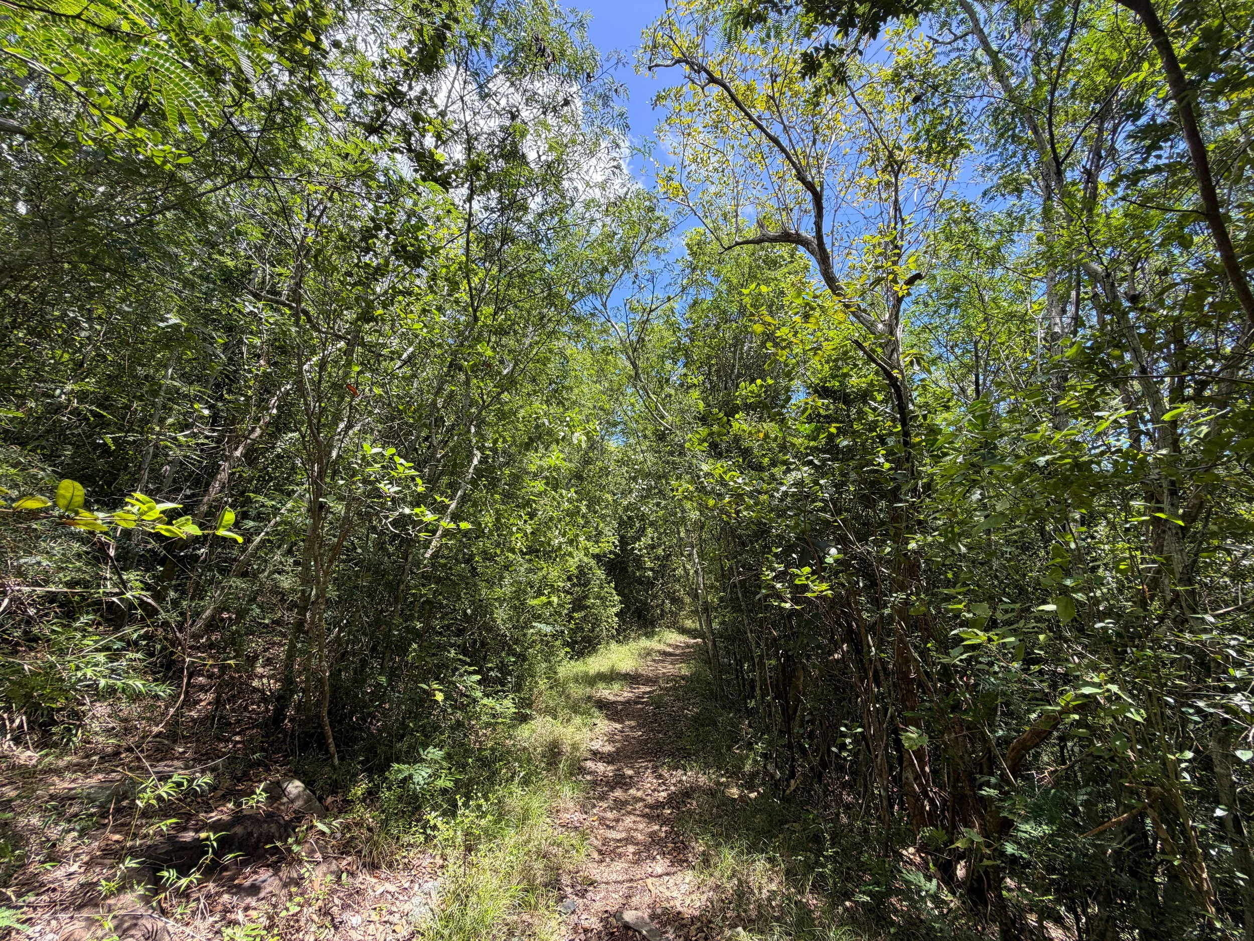 L'Esperance Hike Virgin Islands National Park
