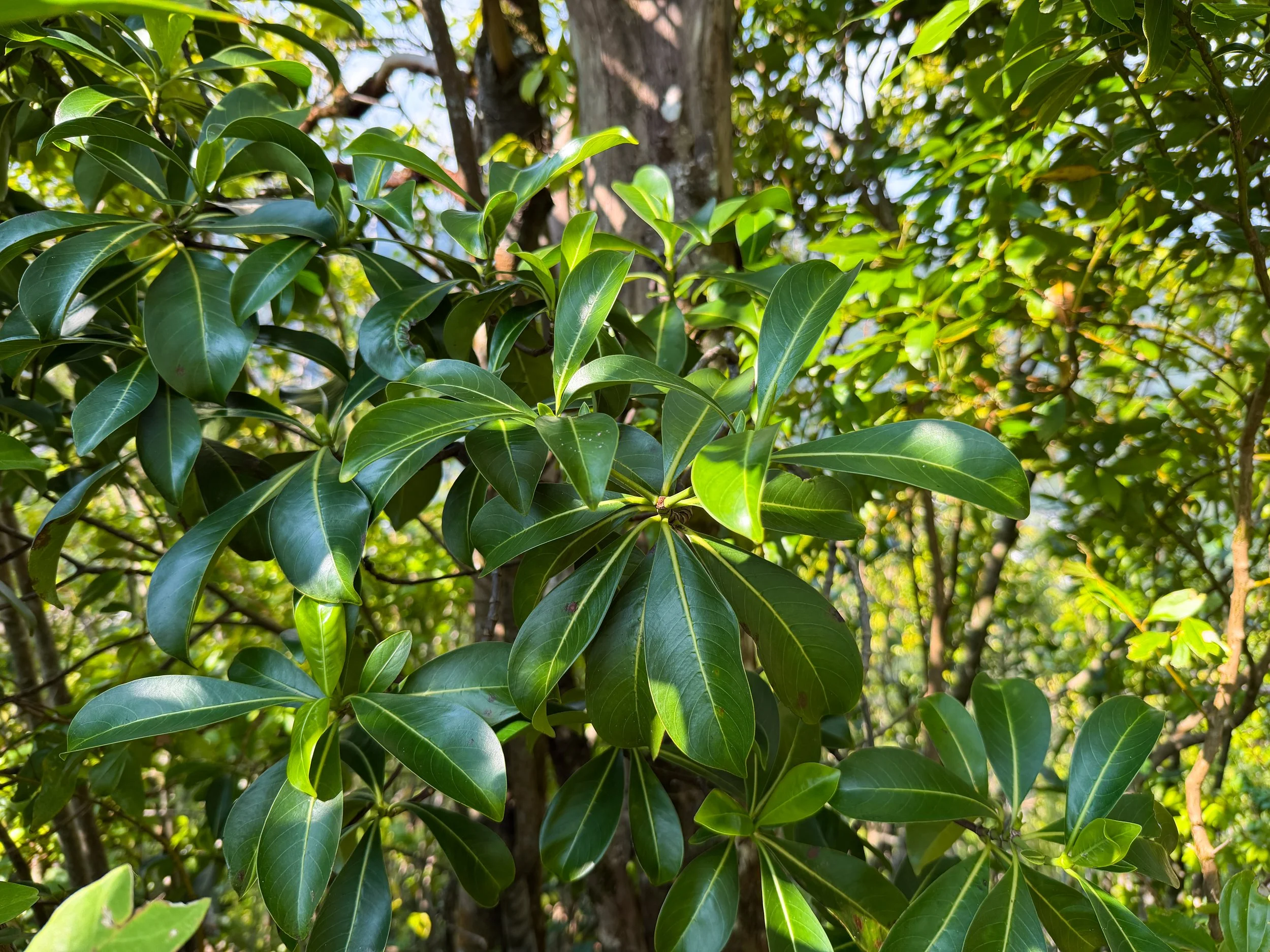 Kopiko Psychotria hexandra