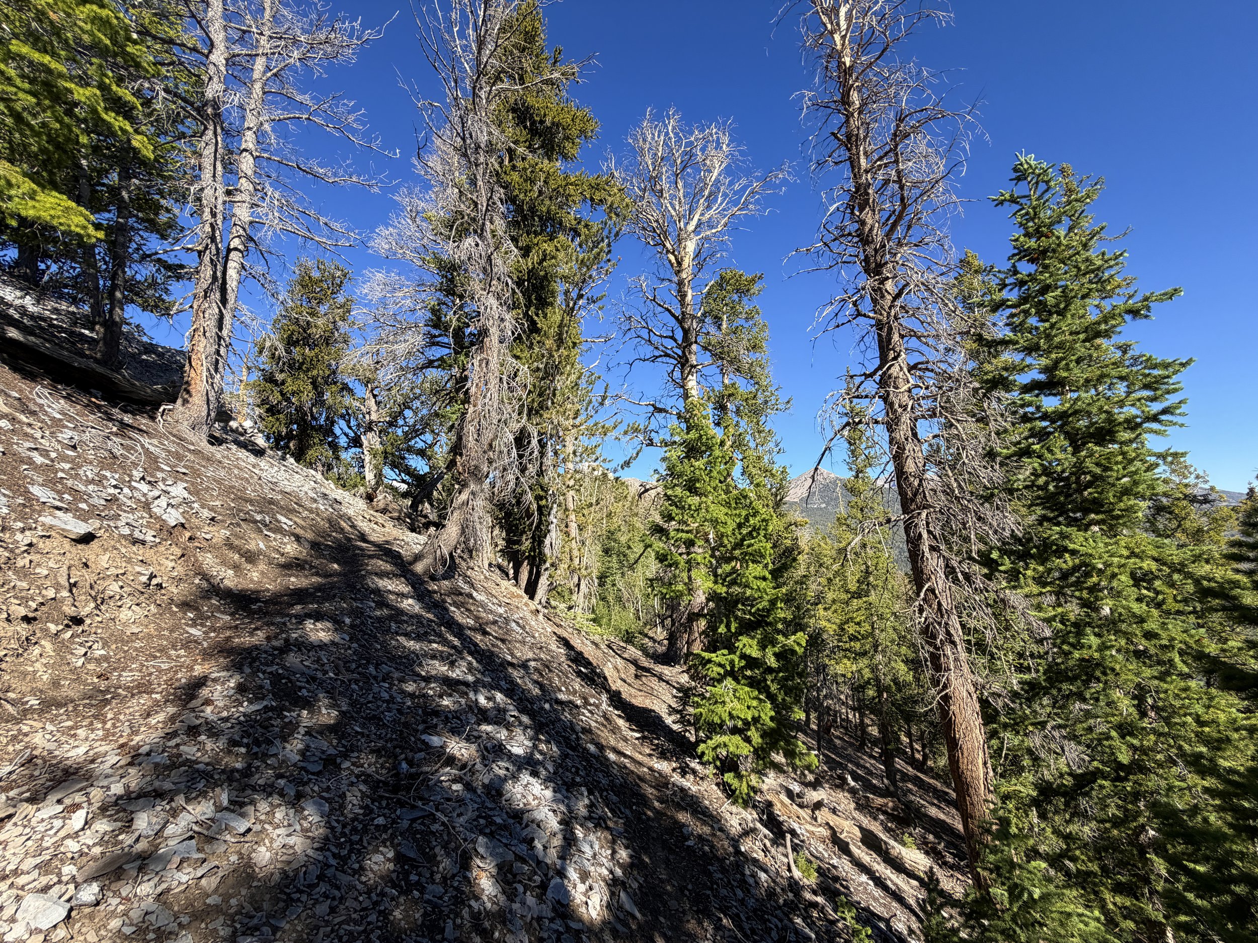Snake Divide Trail to Magic Grove Great Basin National Park Nevada