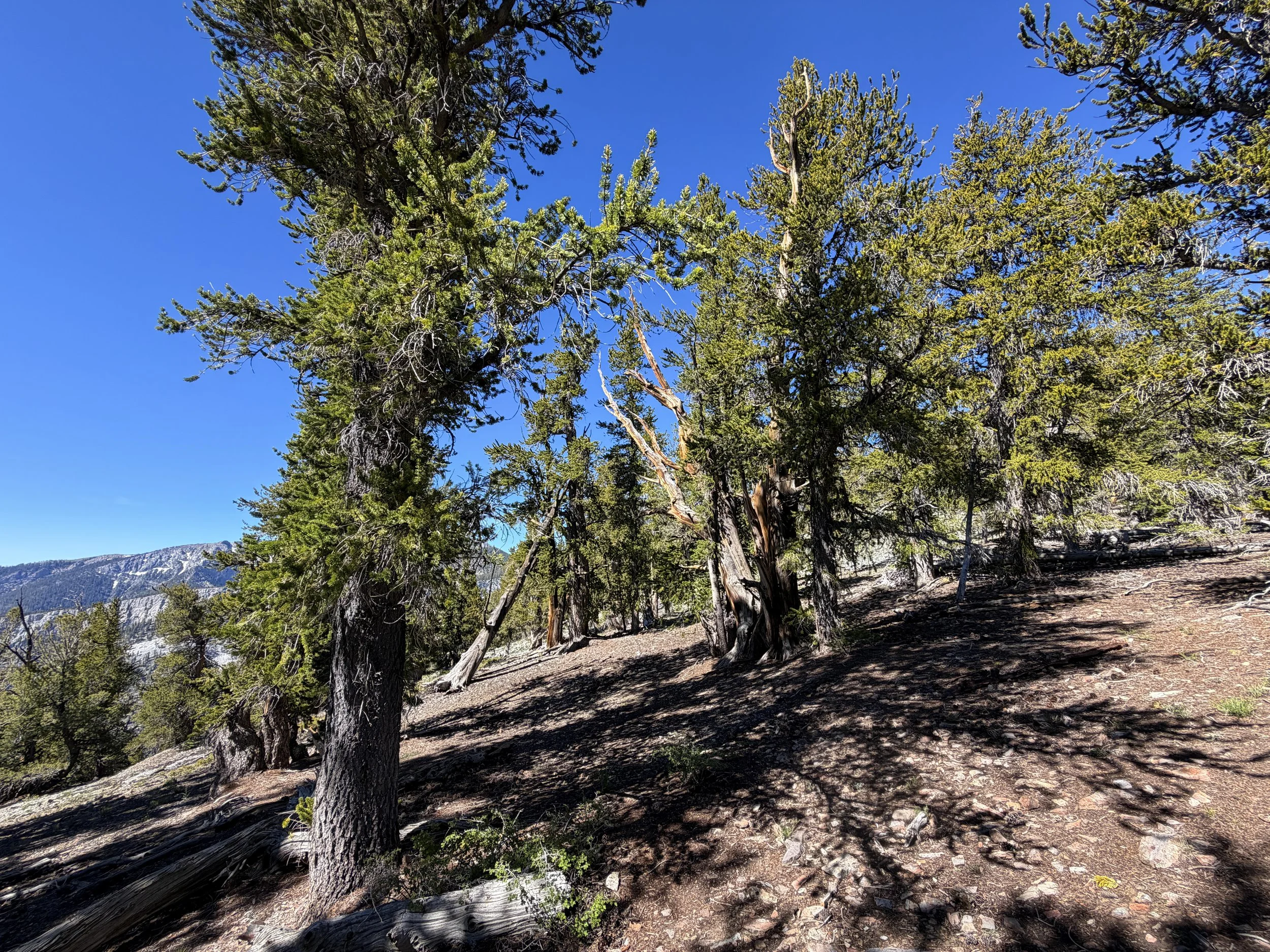 Snake Divide Trail to Mt. Washington Great Basin National Park Nevada