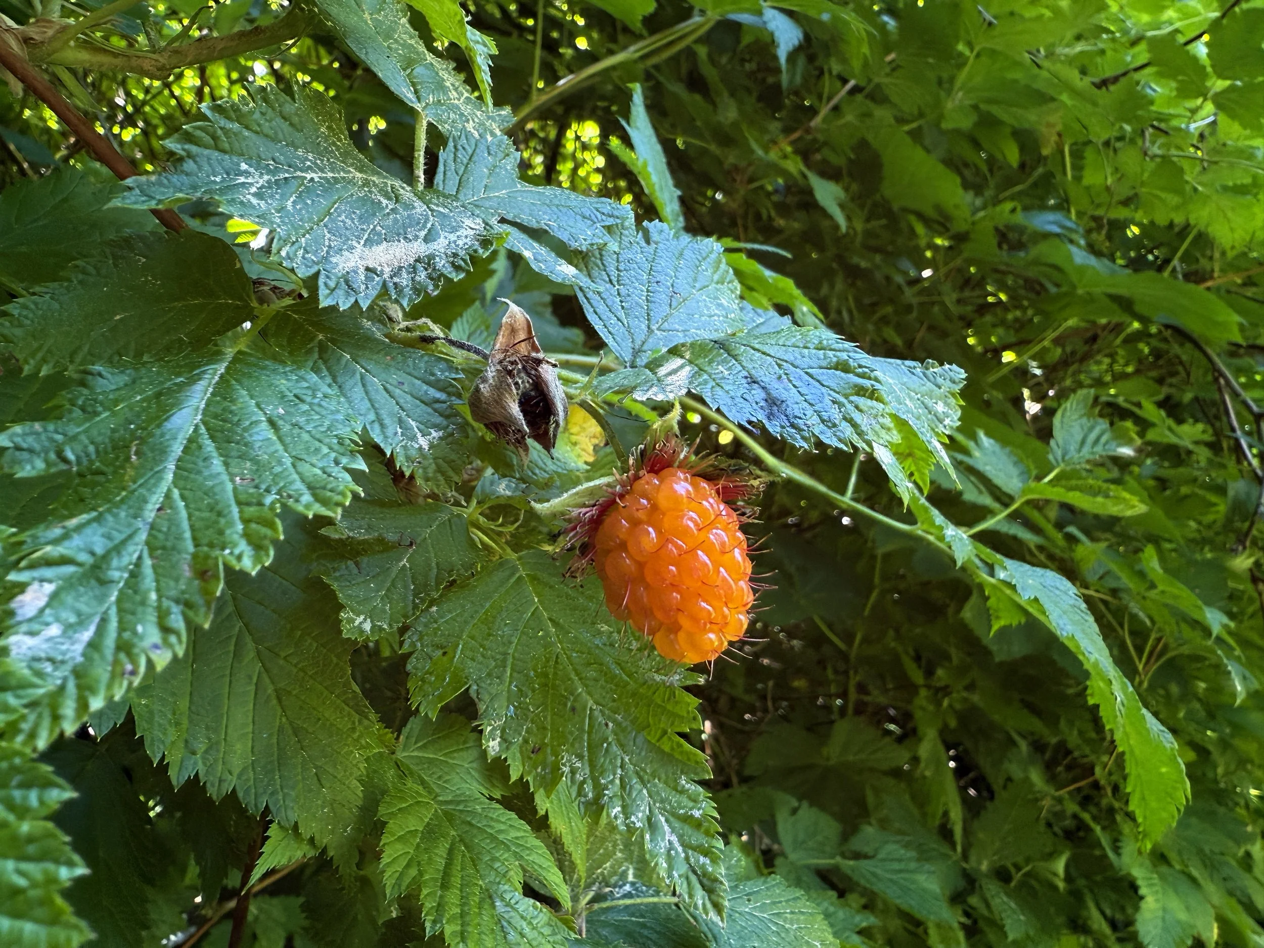 Salmonberry Rubus spectabilis