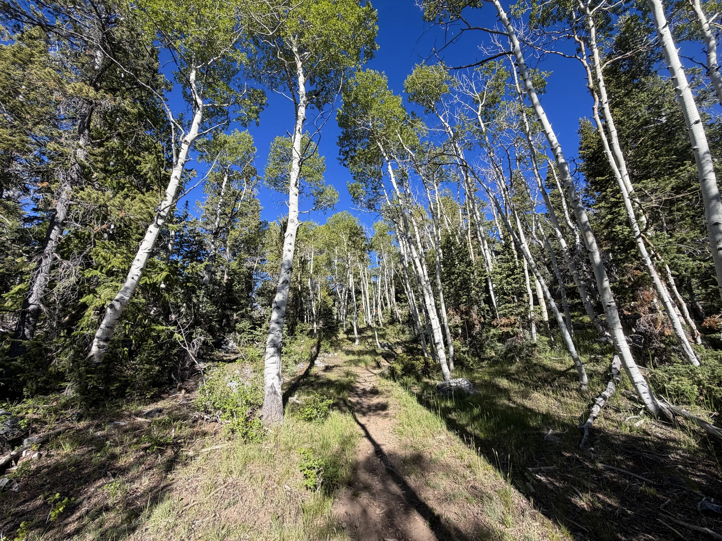 Lehman Creek Trail Great Basin National Park Nevada