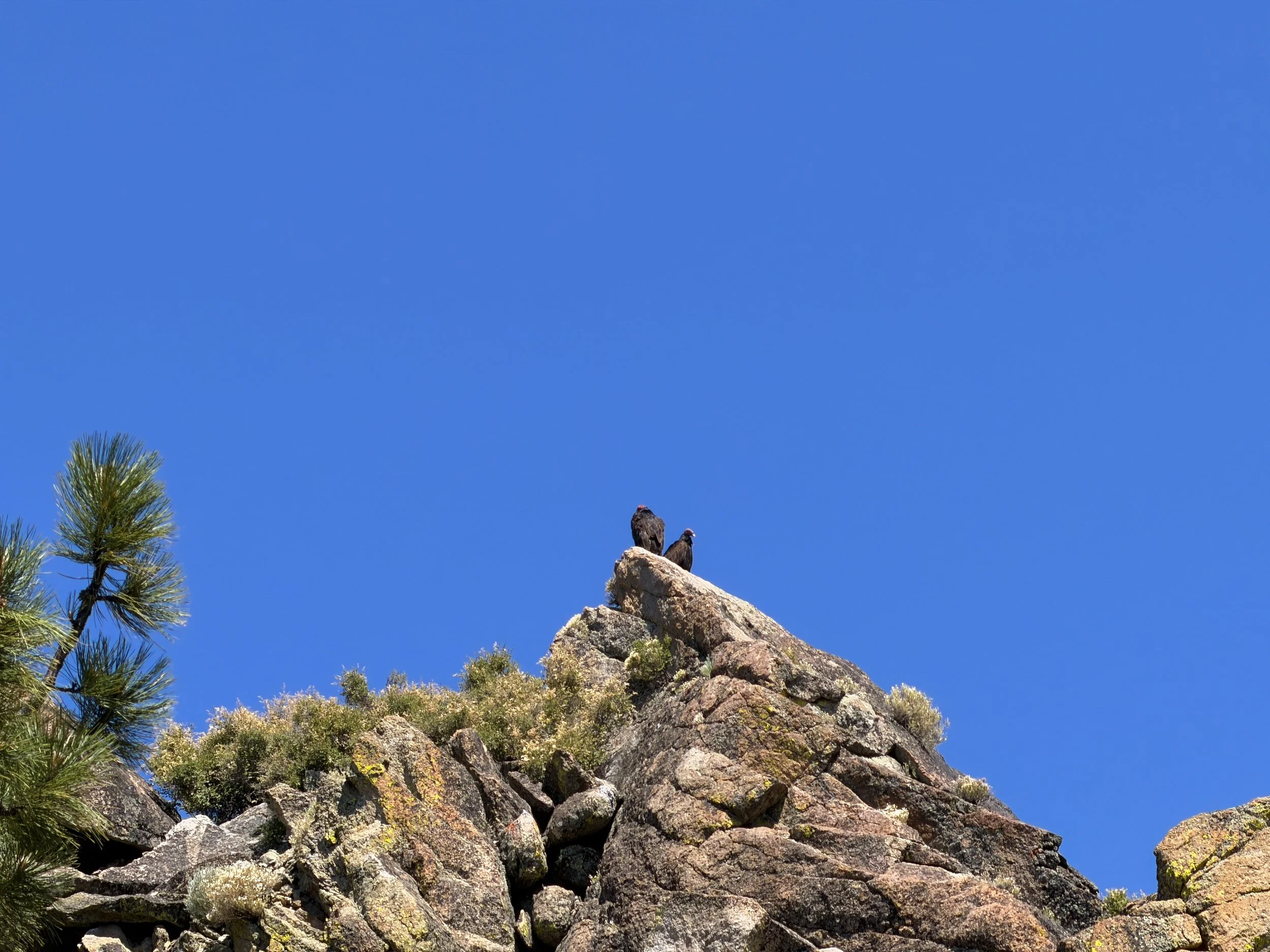 California Condor Gymnogyps californianus