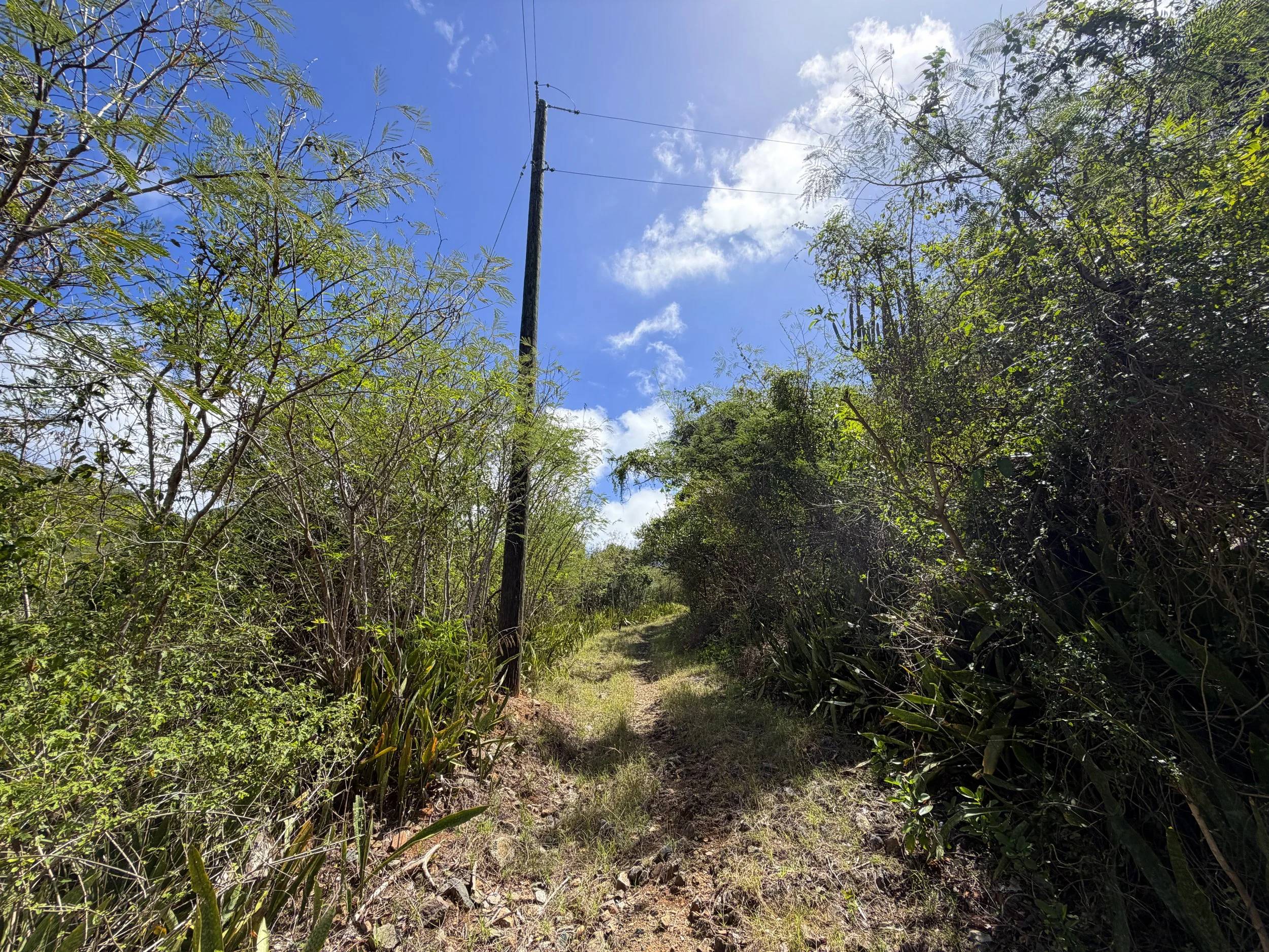 Bordeaux Mountain Trail Virgin Islands National Park