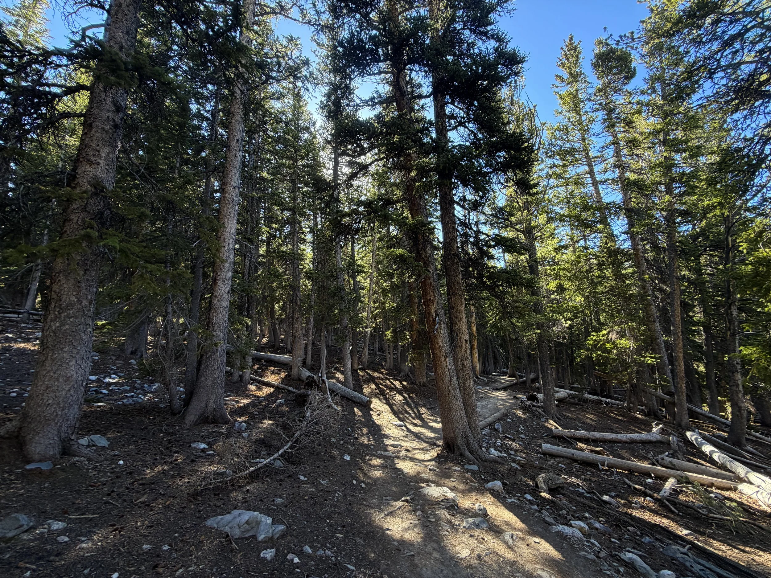 Alpine Lakes Loop Trail Great Basin National Park Nevada