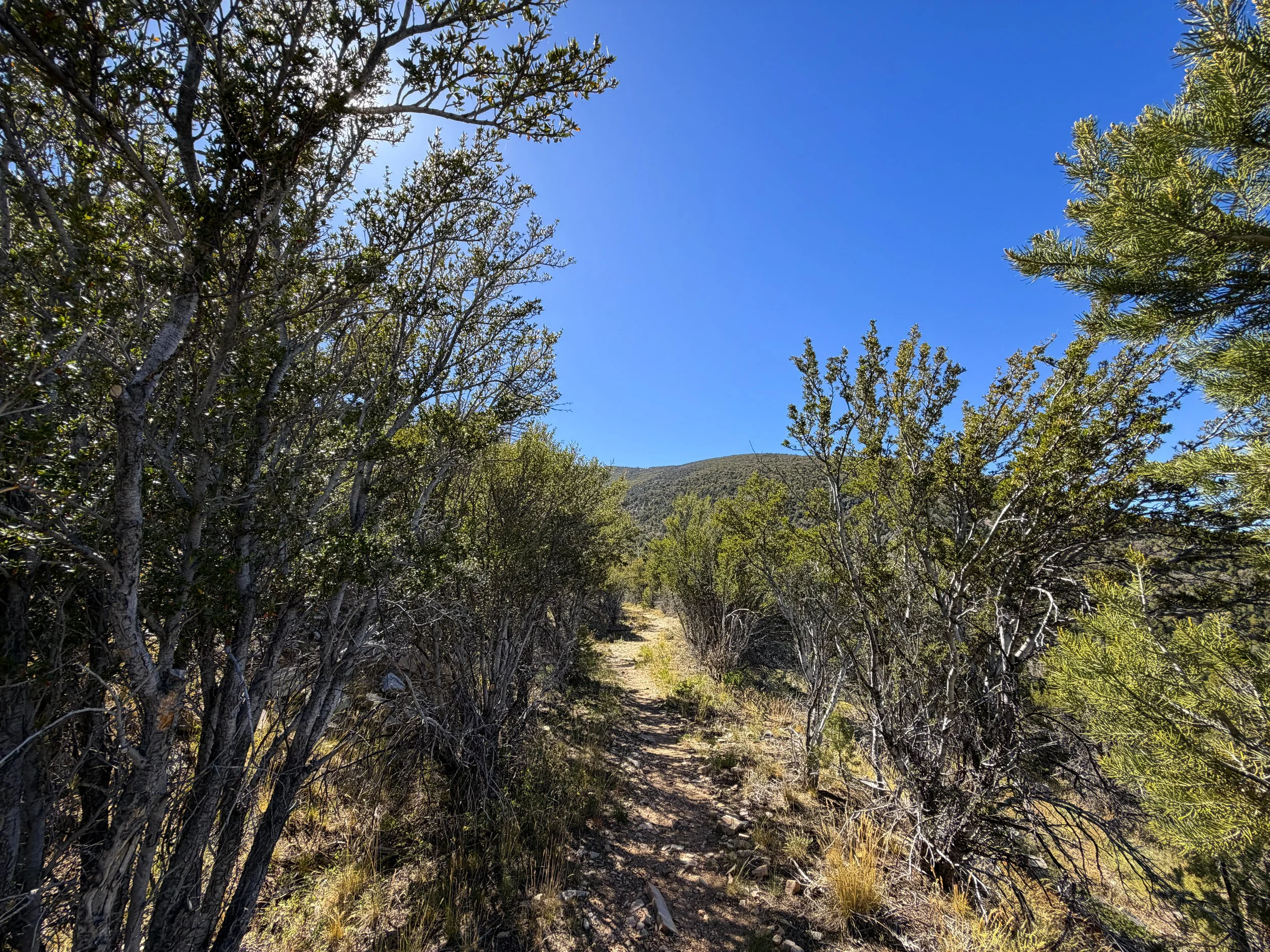 Osceola Ditch Trail Great Basin National Park Nevada