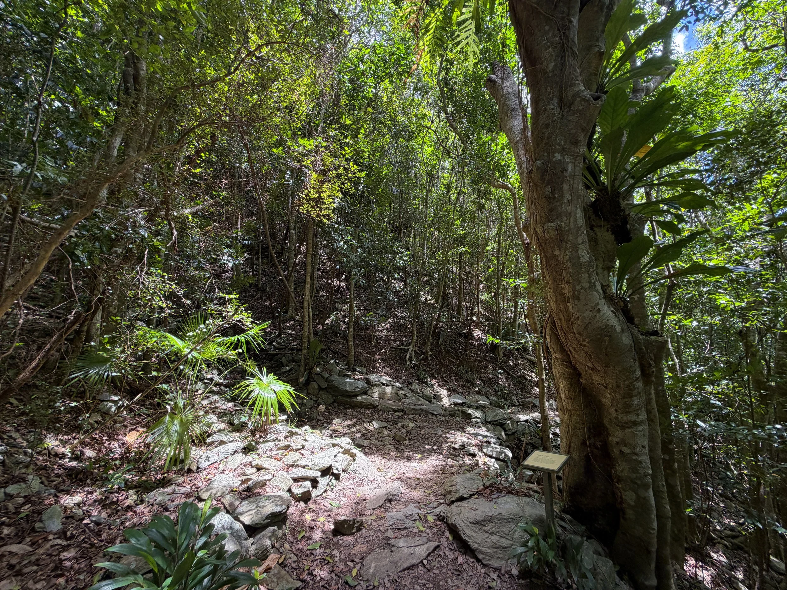 Reef Bay Hike Virgin Islands National Park