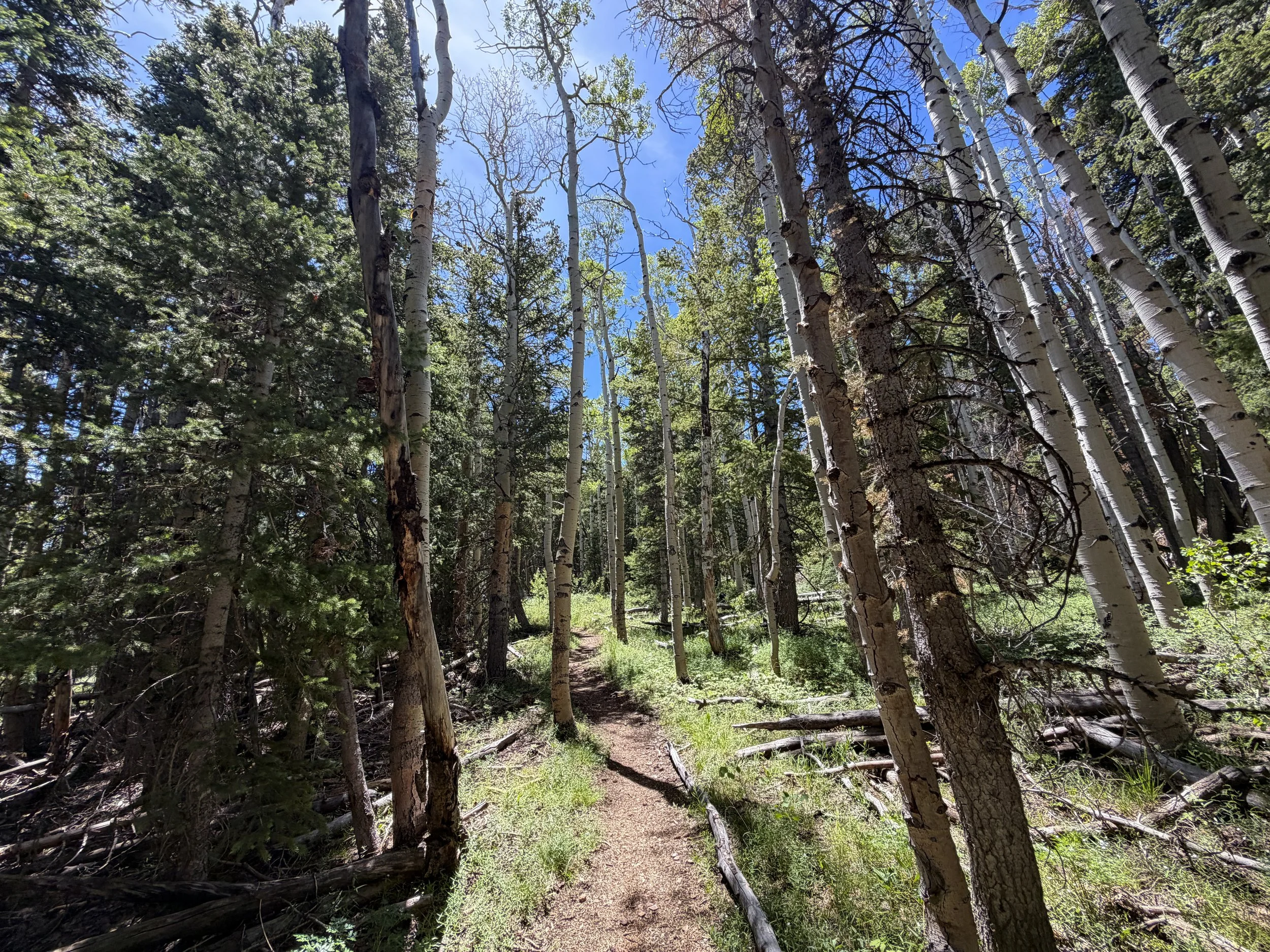 Timber Creek Loop Hike Great Basin National Park Nevada