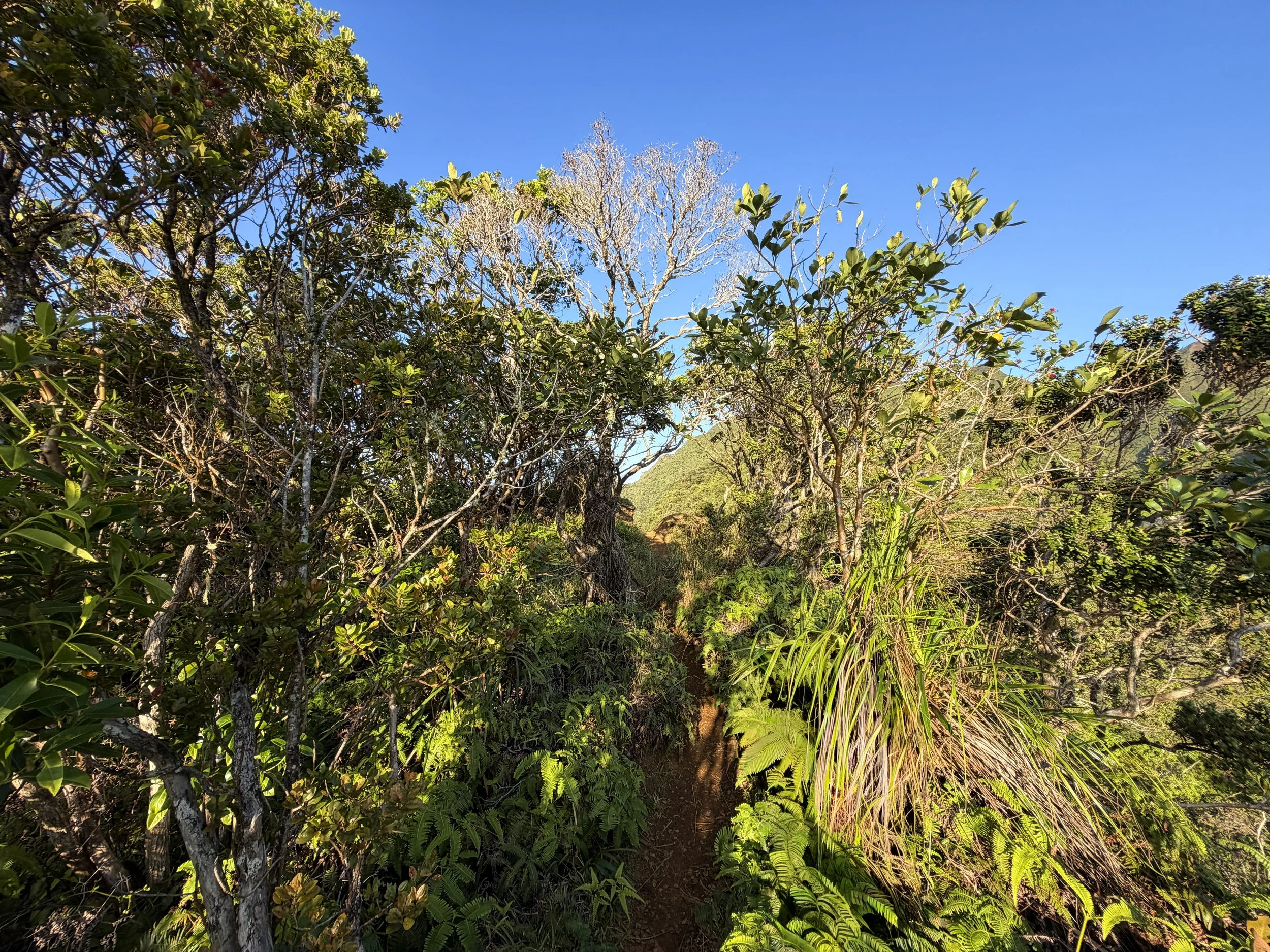 Moanalua Middle Ridge Hike Oahu Hawaii