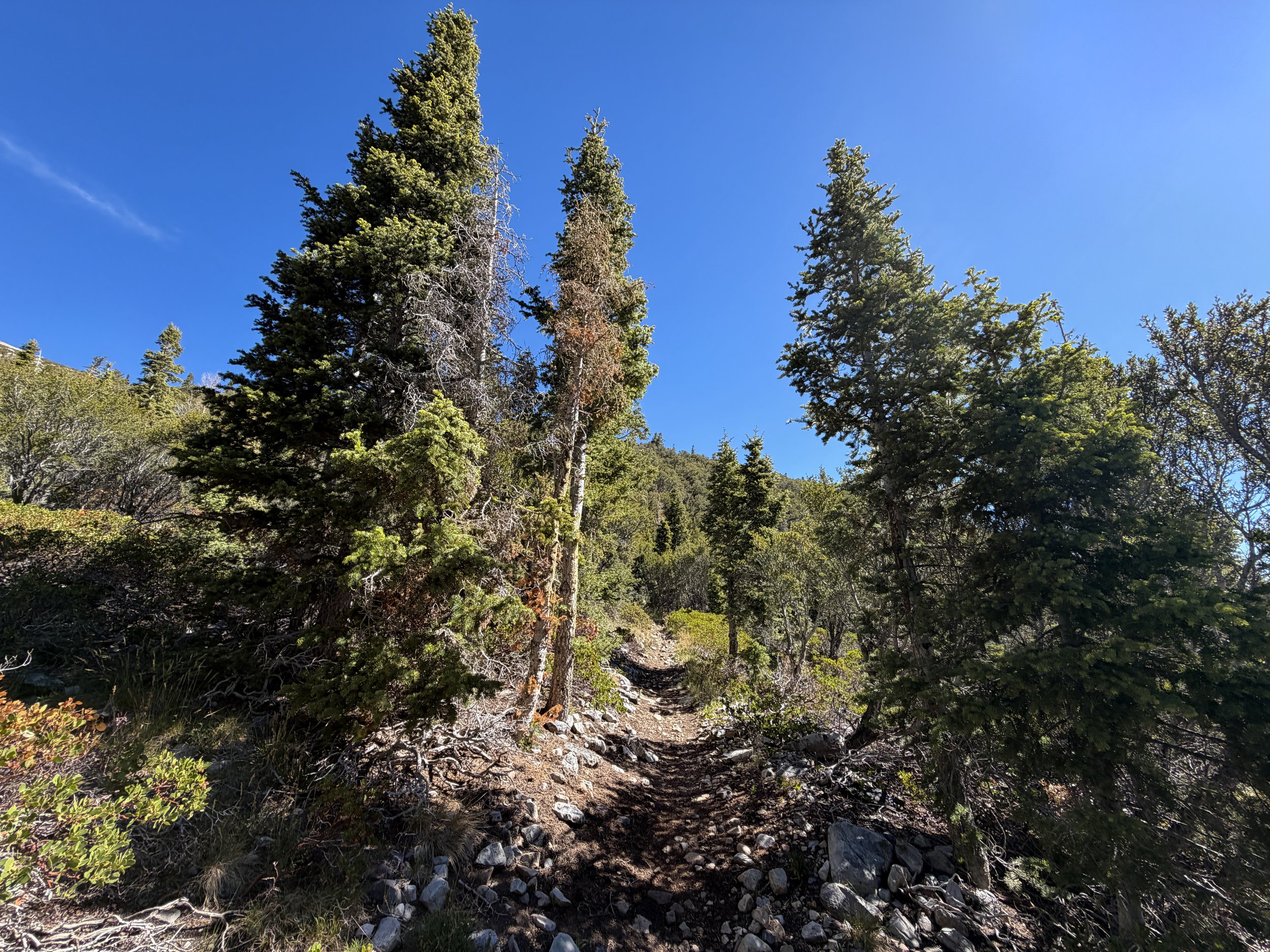 Baker Lake Trail Great Basin National Park Nevada