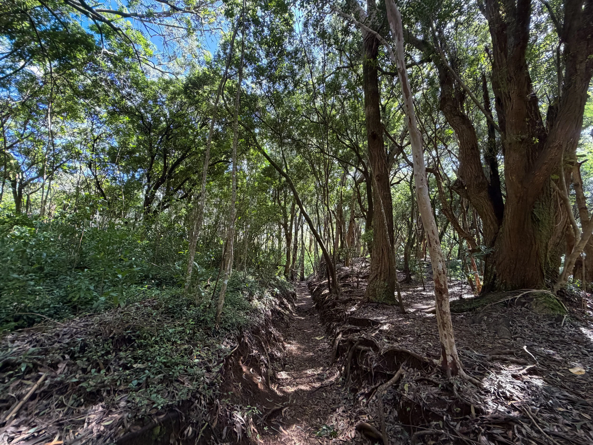 Lulumahu Falls Hike Oahu Hawaii