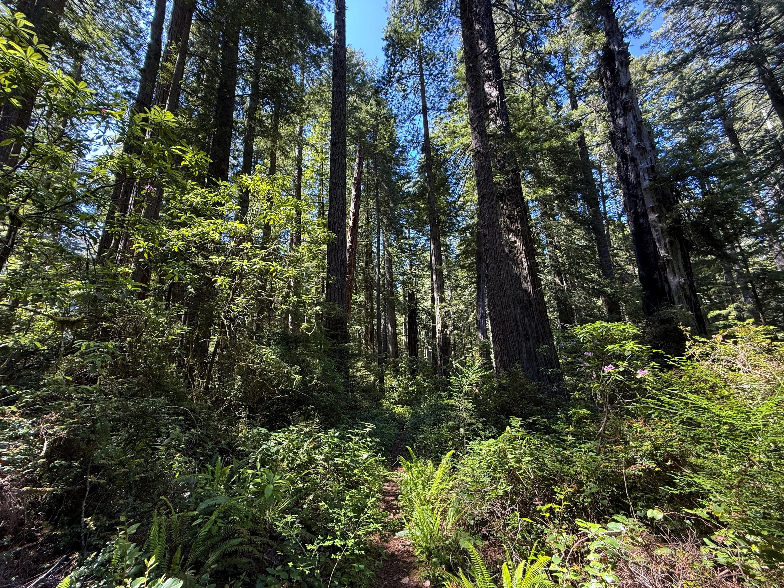 Hope Creek Trail Prairie Creek Redwoods State Park California