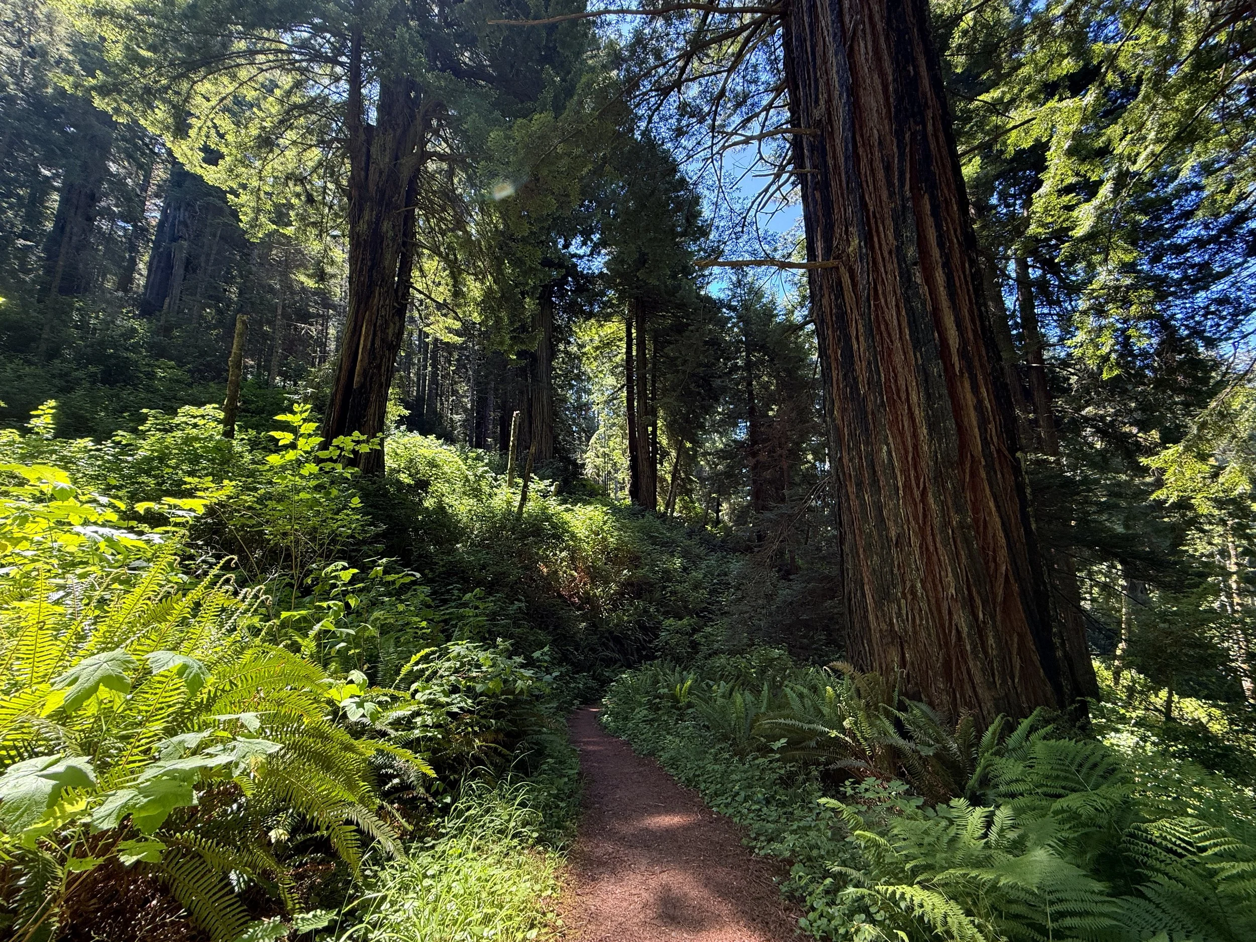 Ossagon Trail Prairie Creek Redwoods State Park California