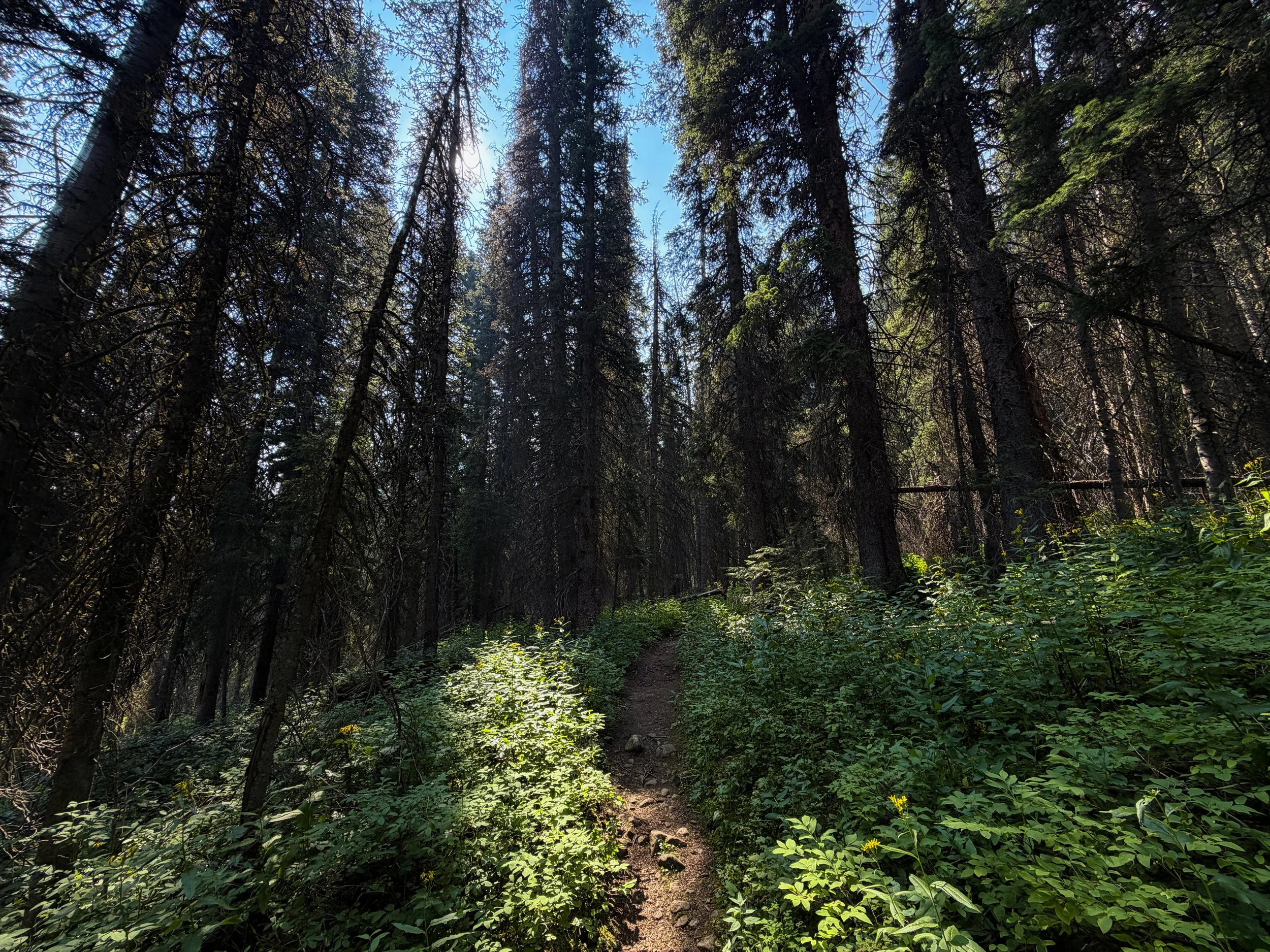 East Rosebud Trail The Beaten Path Beartooth Mountains Montana