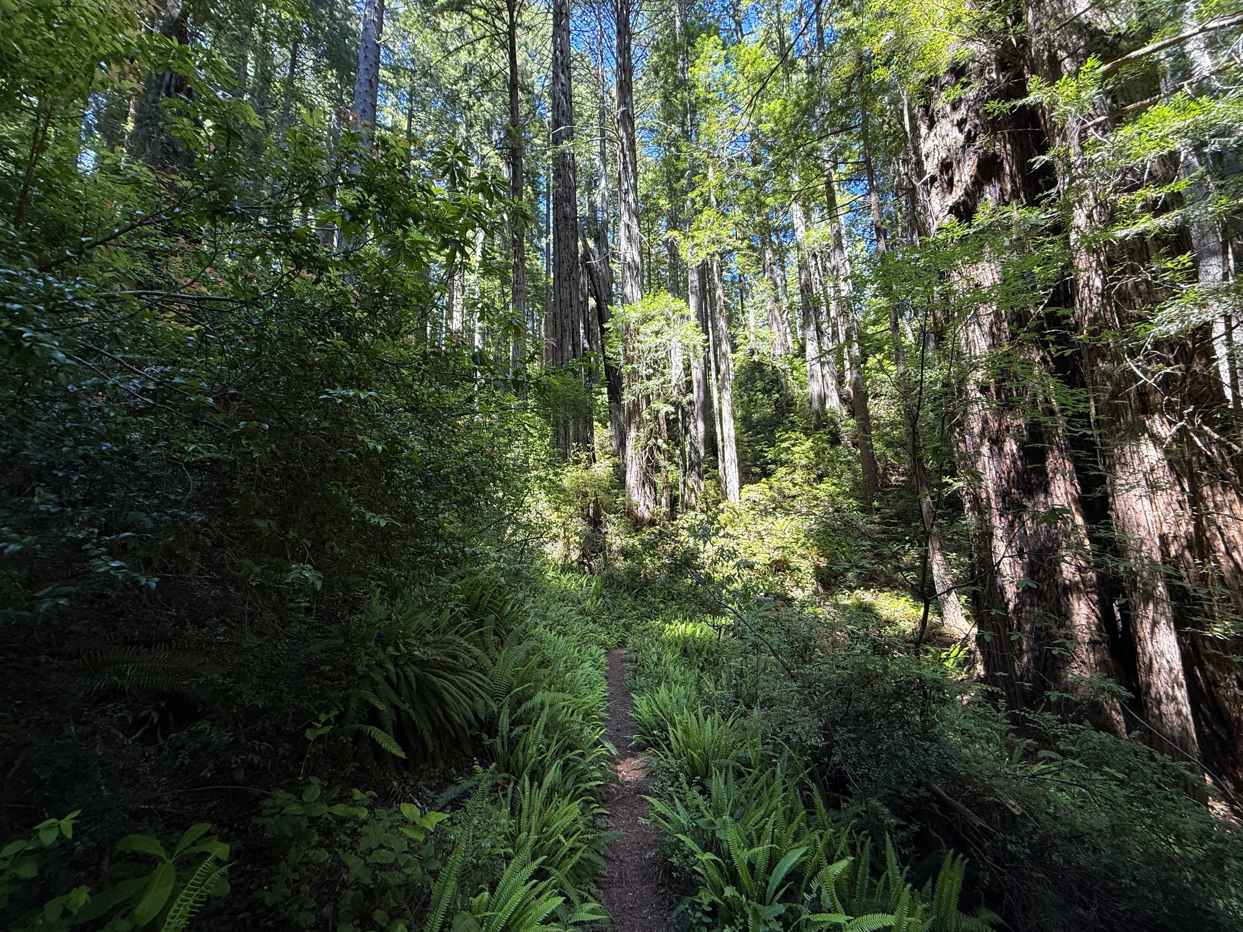 Ten Taypo–Hope Creek Loop Trail Prairie Creek Redwoods State Park California