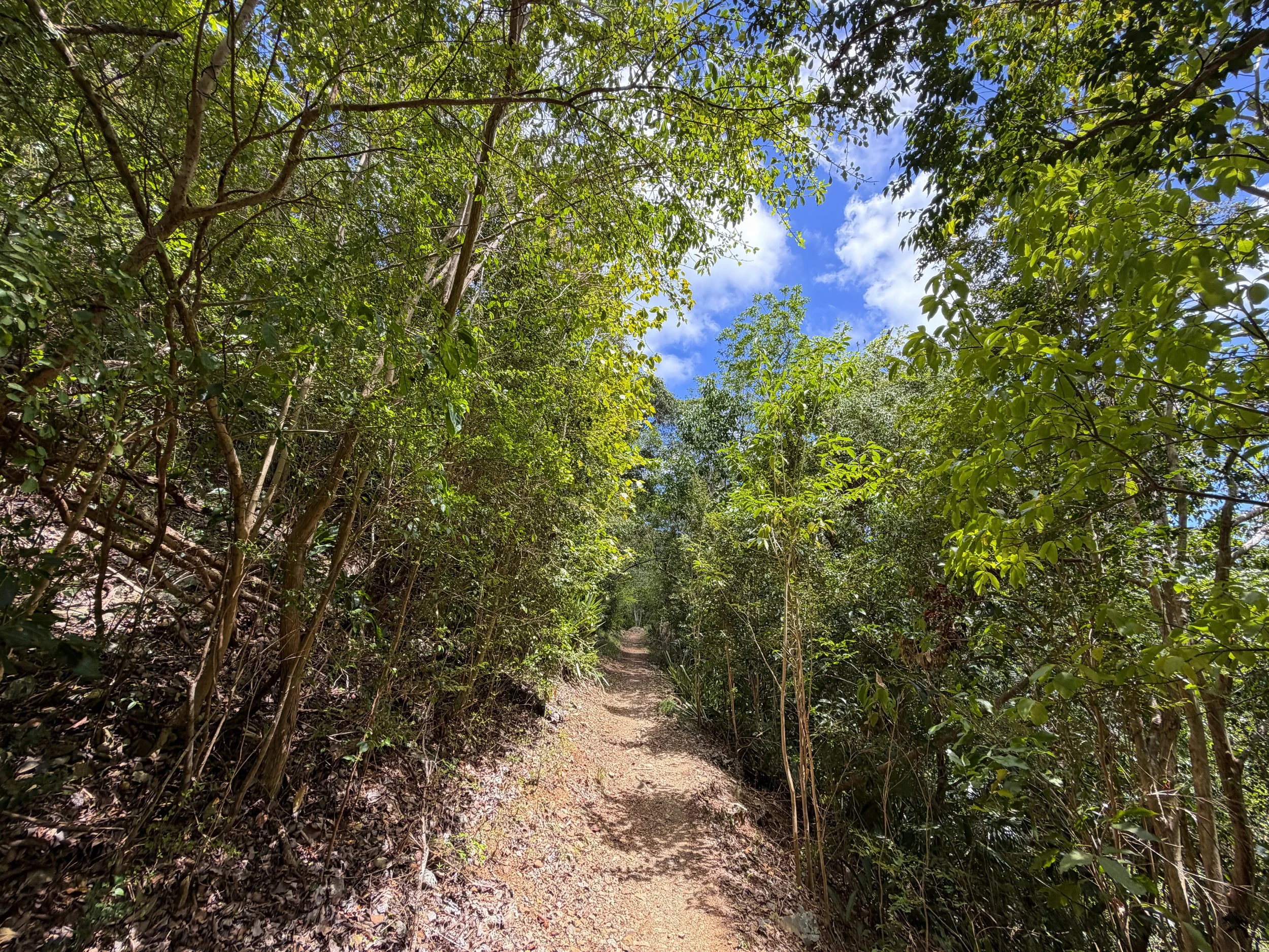 Reef Bay Hike to Petroglyphs Trail Virgin Islands National Park