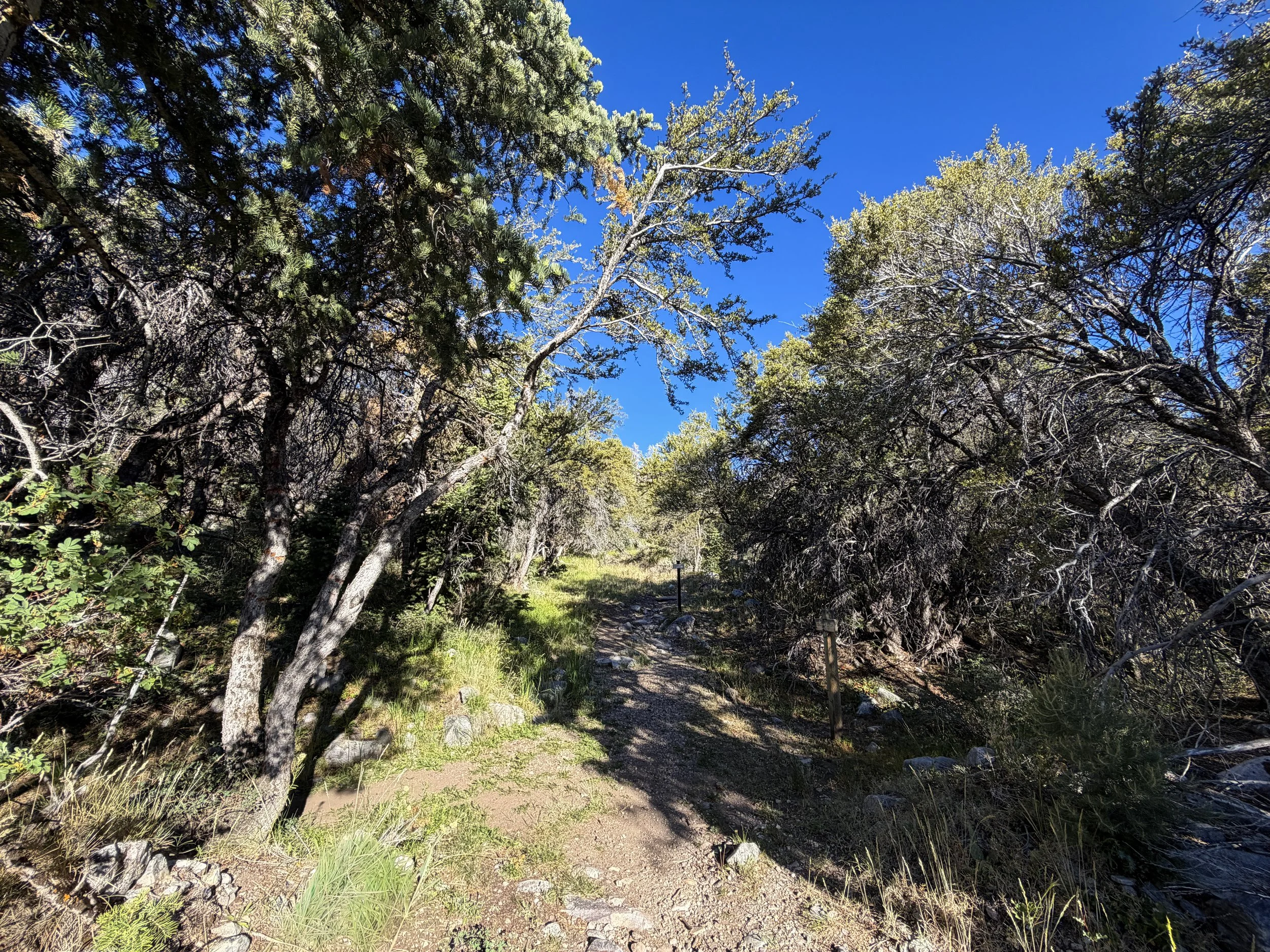 Osceola Ditch Lehman Creek Trail Great Basin National Park Nevada