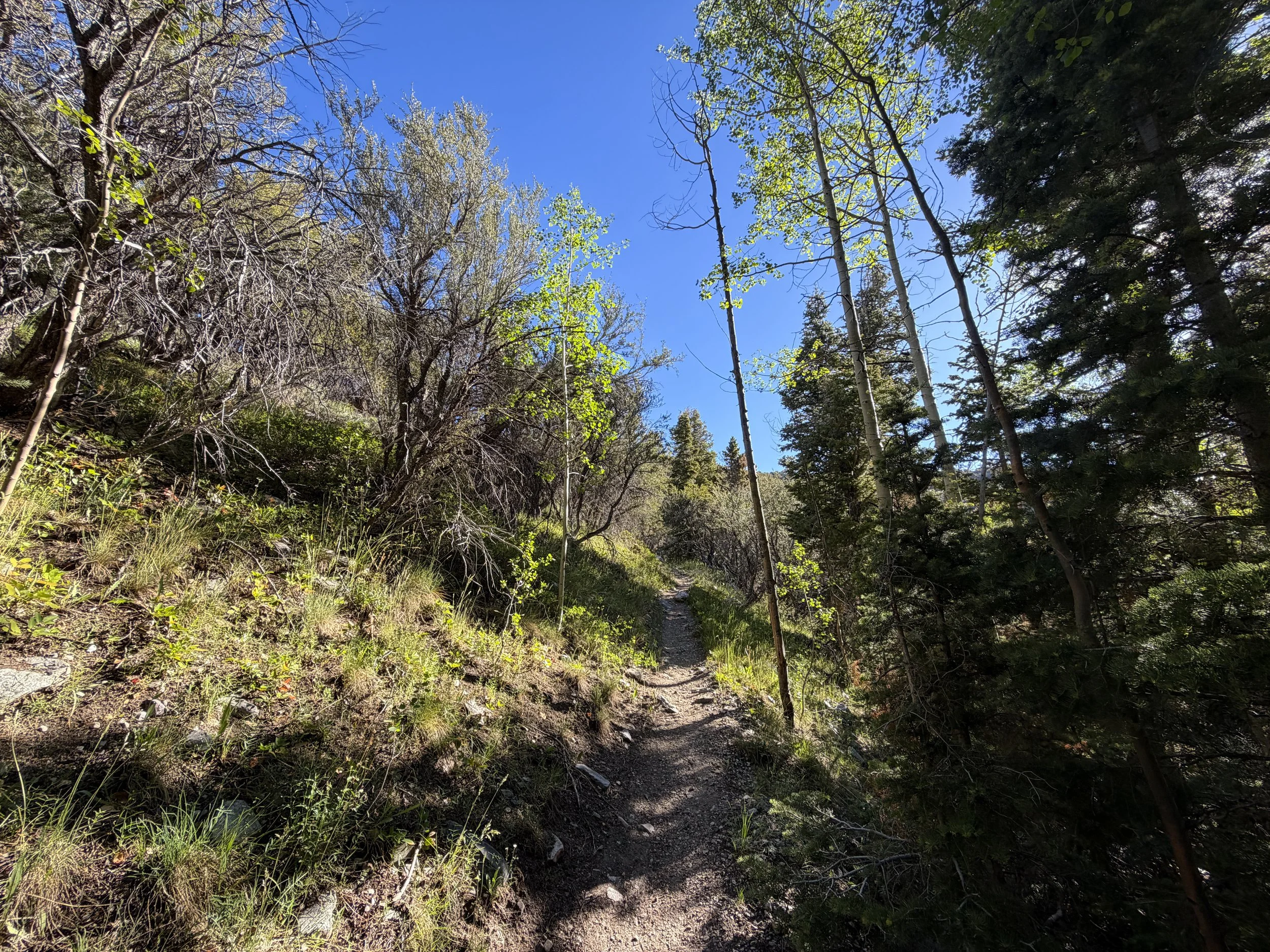Lehman Creek Trail Great Basin National Park Nevada