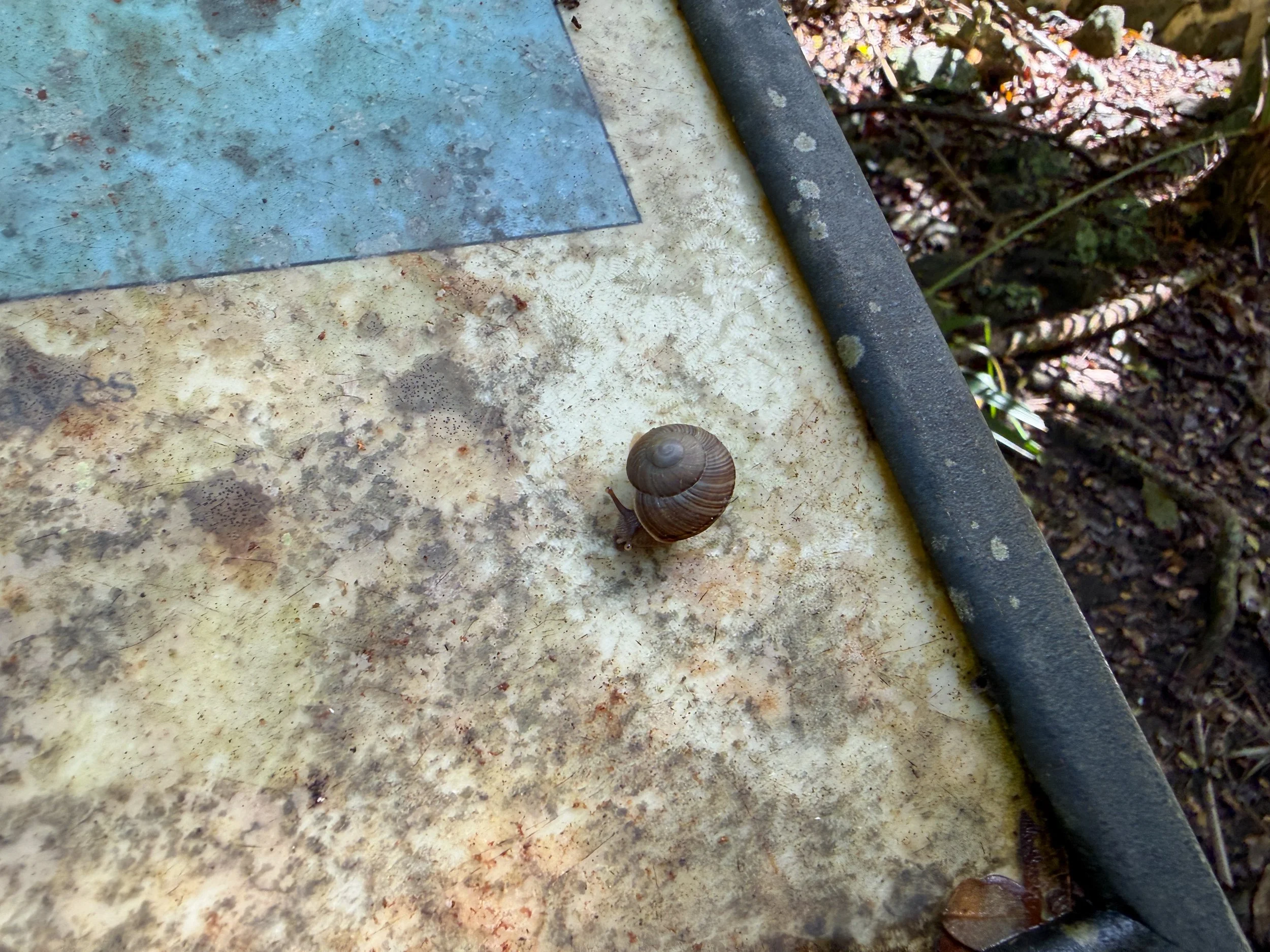 Snail Cinnamon Bay Loop Trail Virgin Islands National Park