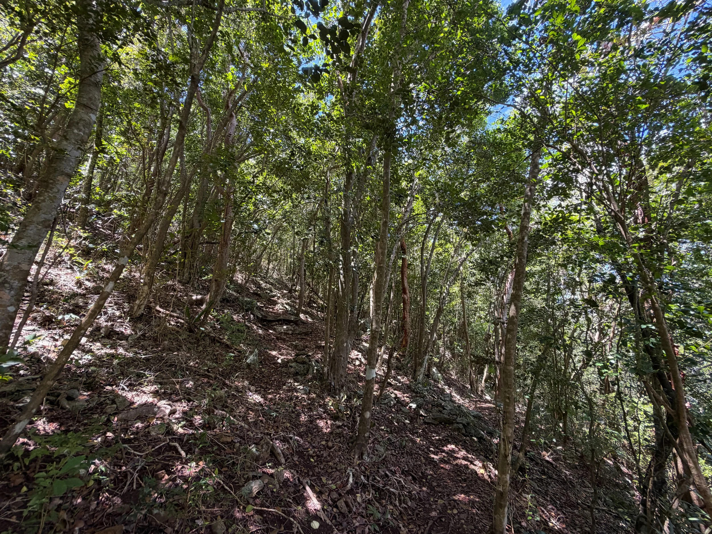 Caneel Hill Trail Virgin Islands National Park