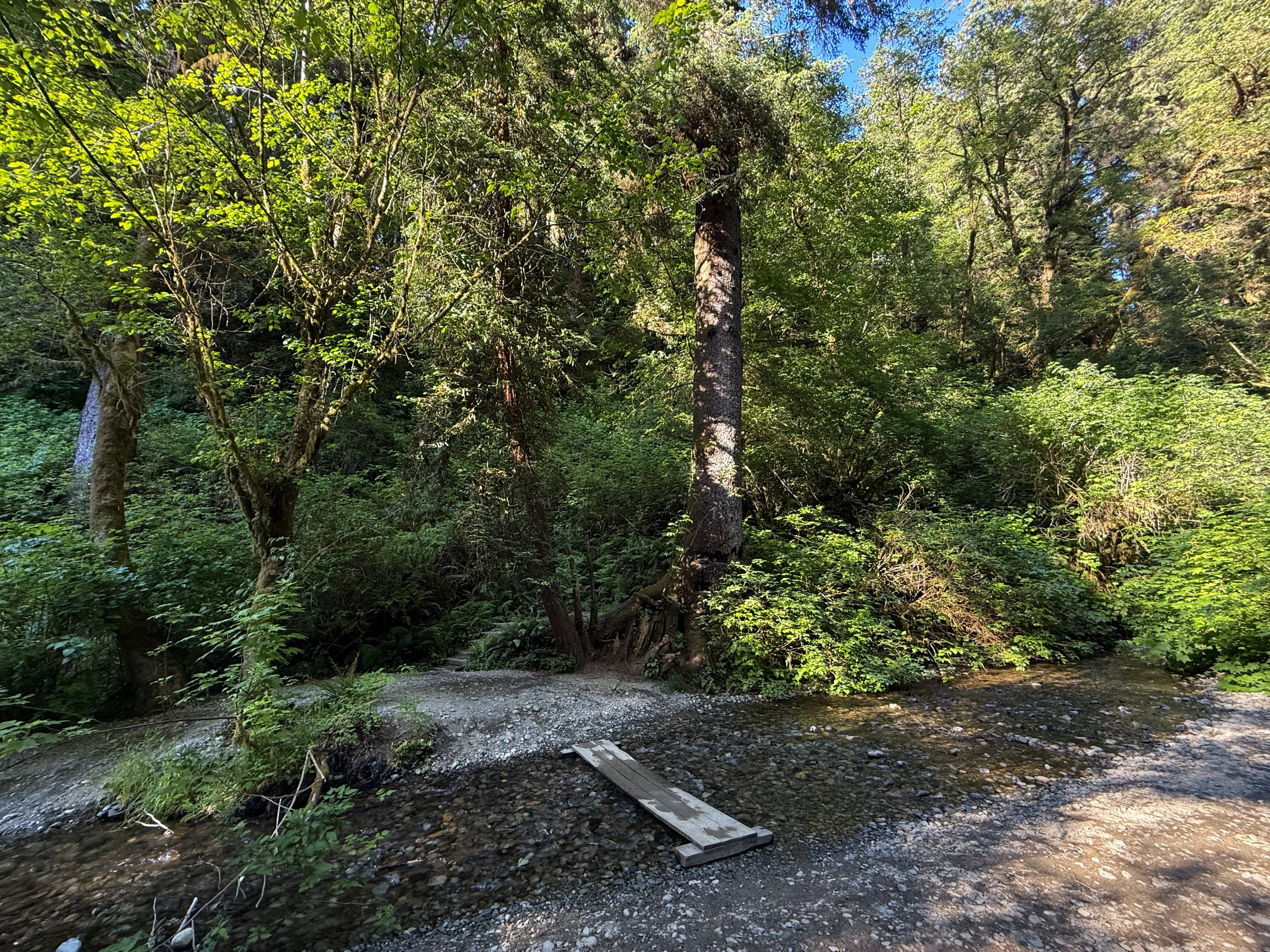 Fern Canyon Loop Trail Prairie Creek Redwoods State Park California