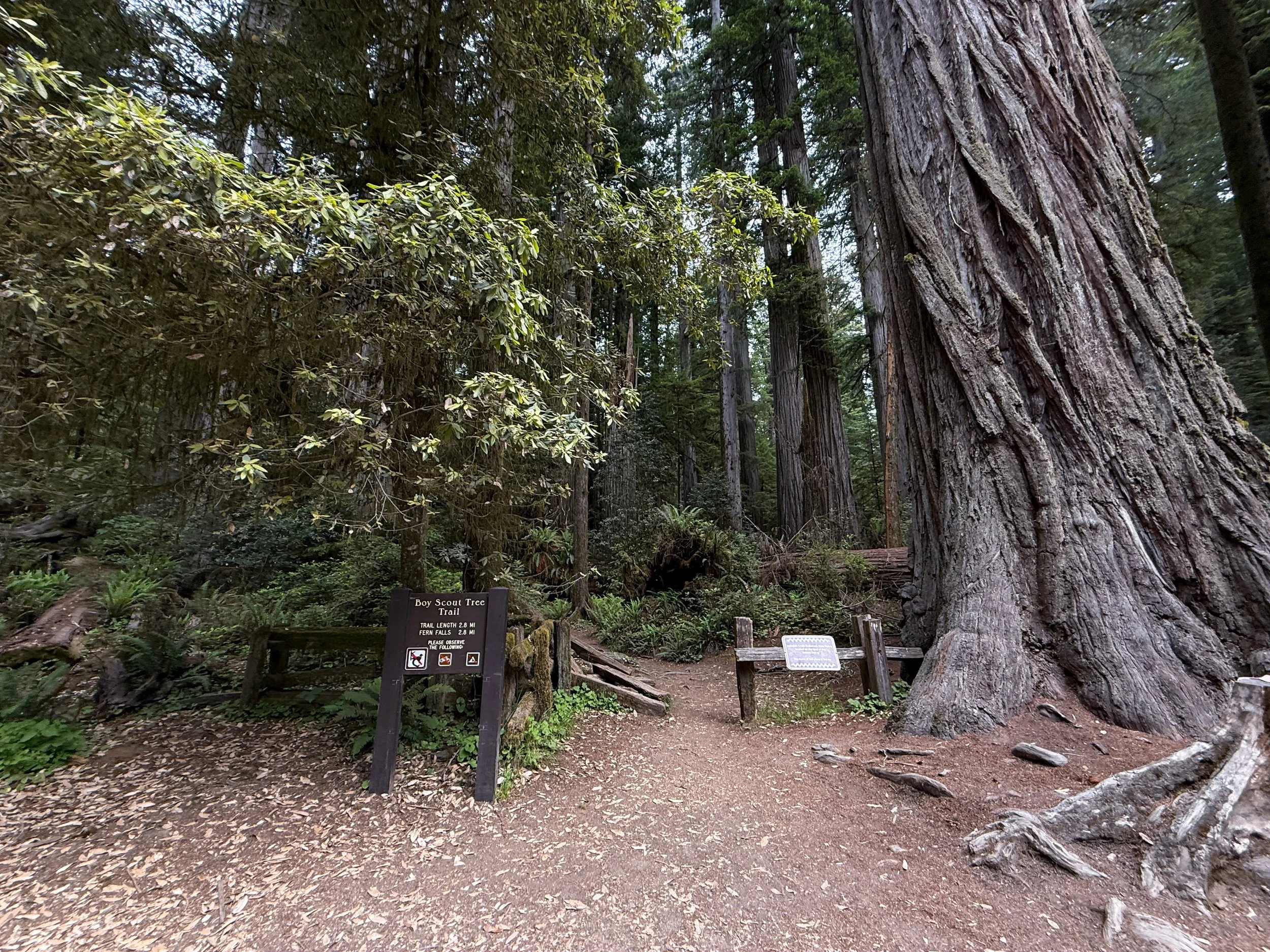Boy Scout Tree Trailhead Jedediah Smith Redwoods State Park California