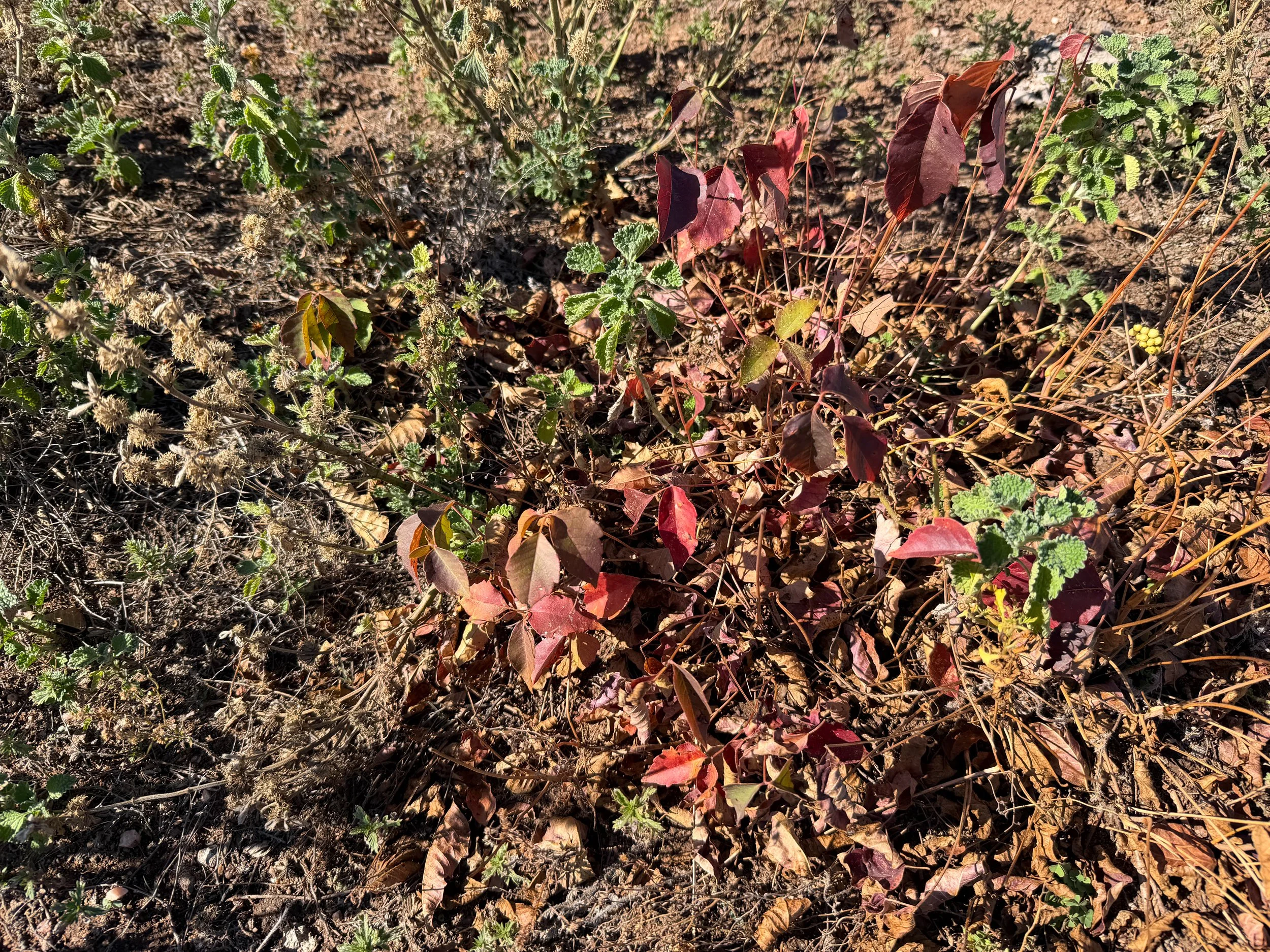 Western Poison Ivy Toxicodendron rydbergii