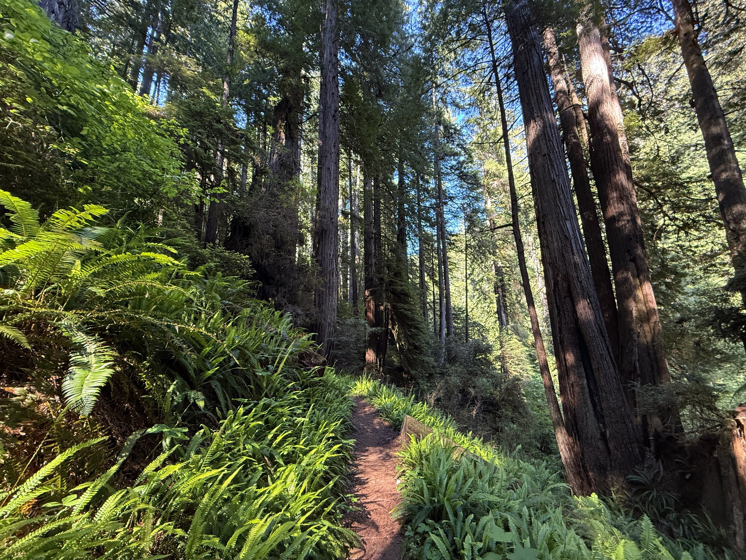 Moorman Pond Trail Prairie Creek Redwoods State Park California