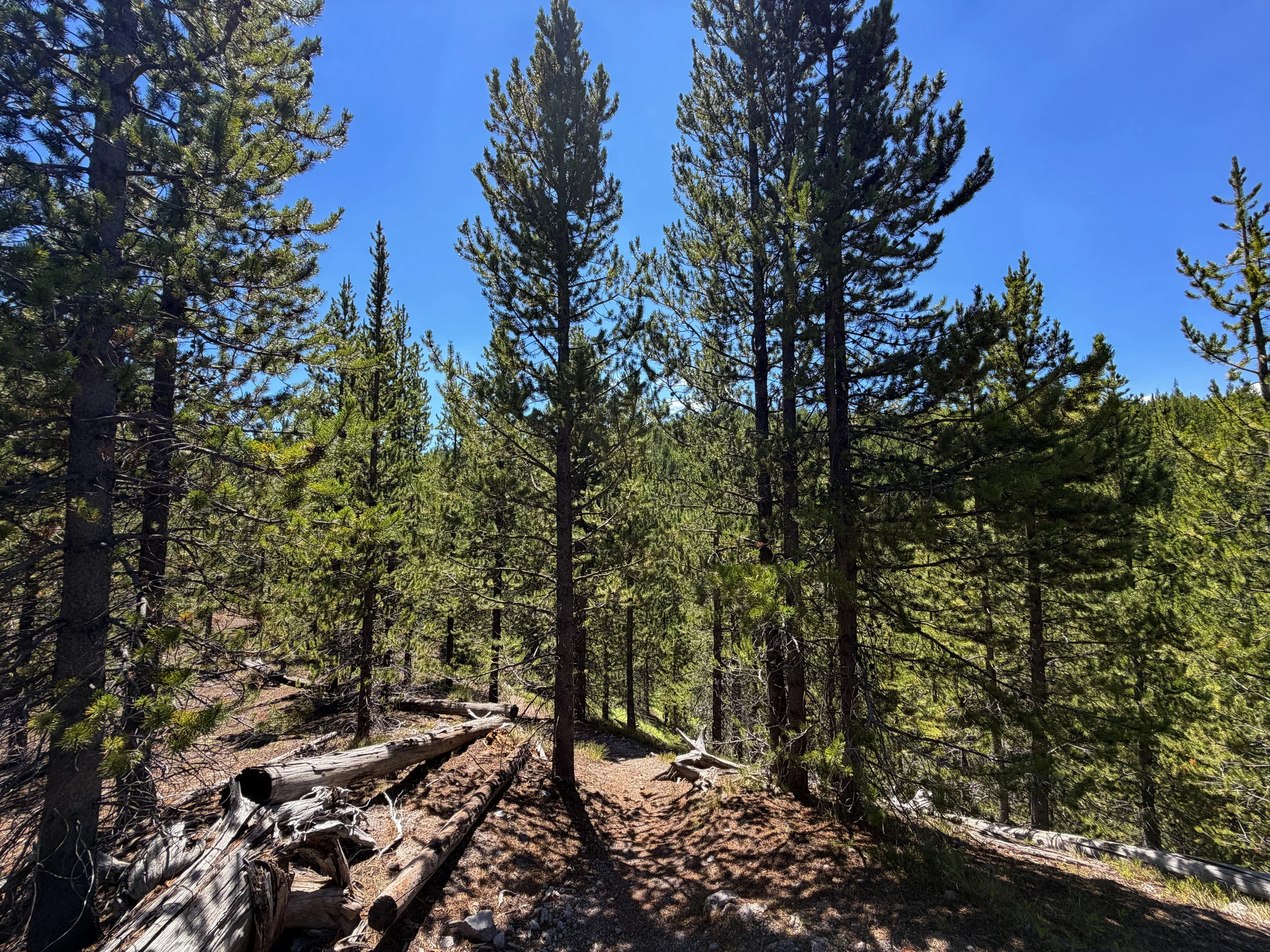 Fern Cascades Trail Yellowstone National Park Wyoming