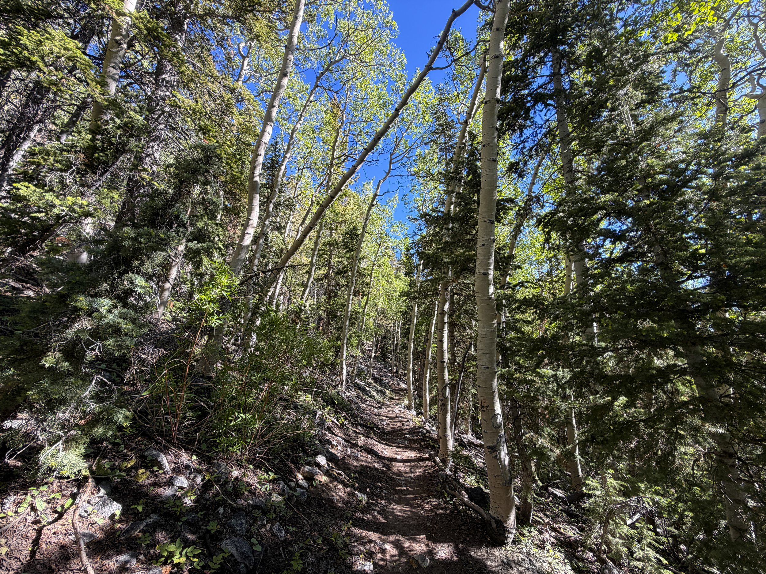 Lehman Creek Trail Great Basin National Park Nevada