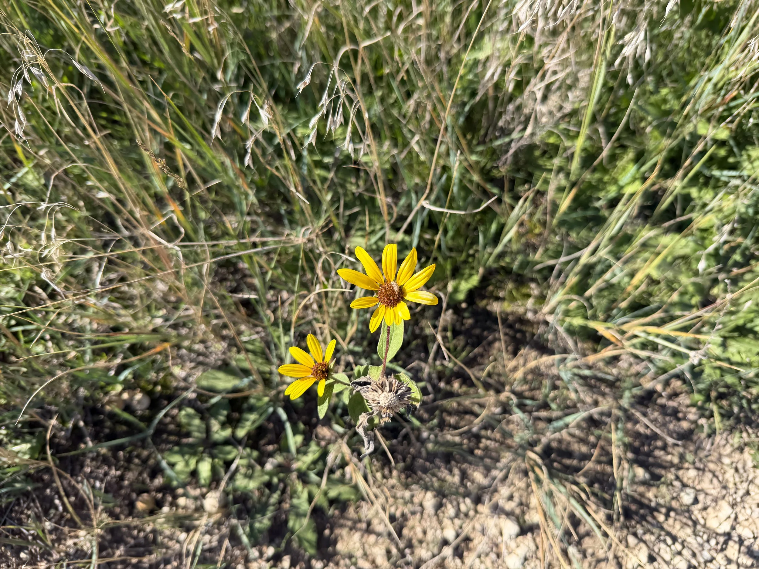 Prairie Sunflower Helianthus petiolaris