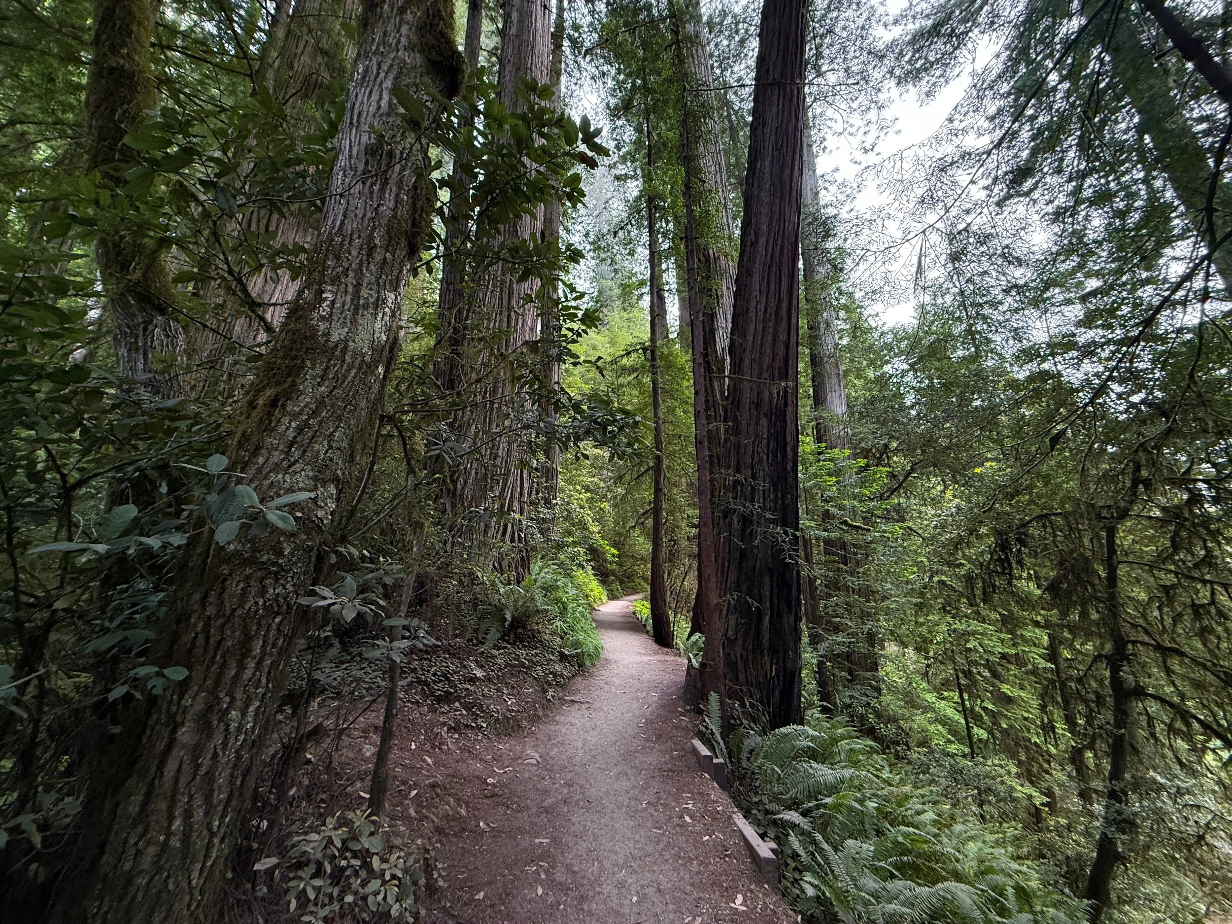 Grove of the Titans Trail Jedediah Smith Redwoods State Park California
