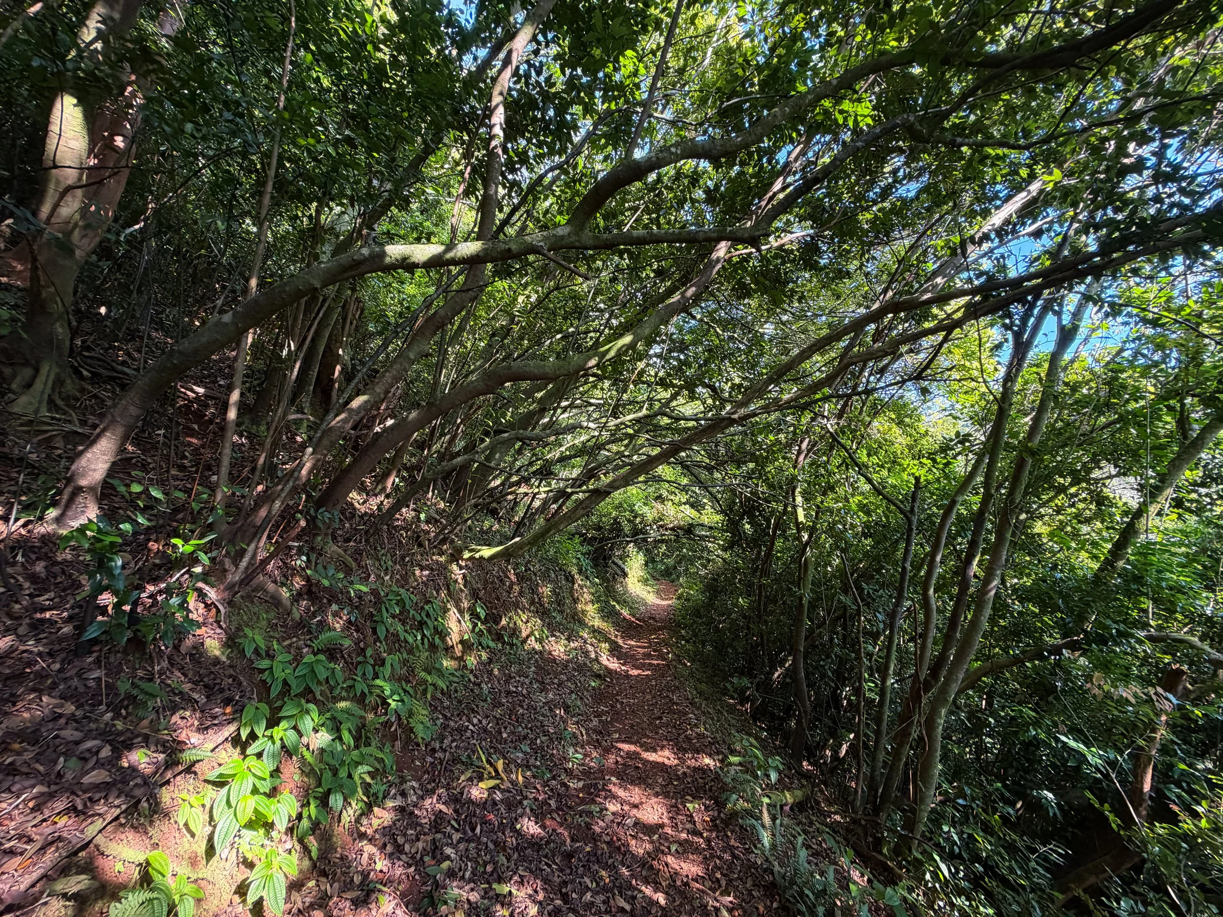 Nuuanu Trail Oahu Hawaii