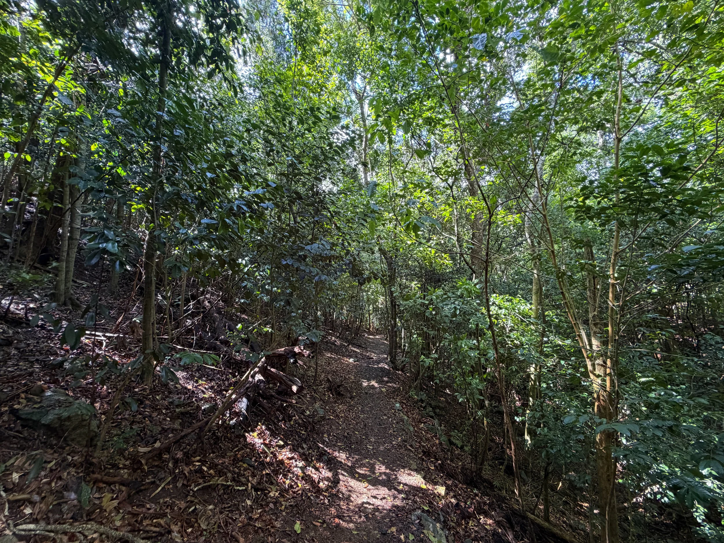 Cinnamon Bay Loop Trail Virgin Islands National Park