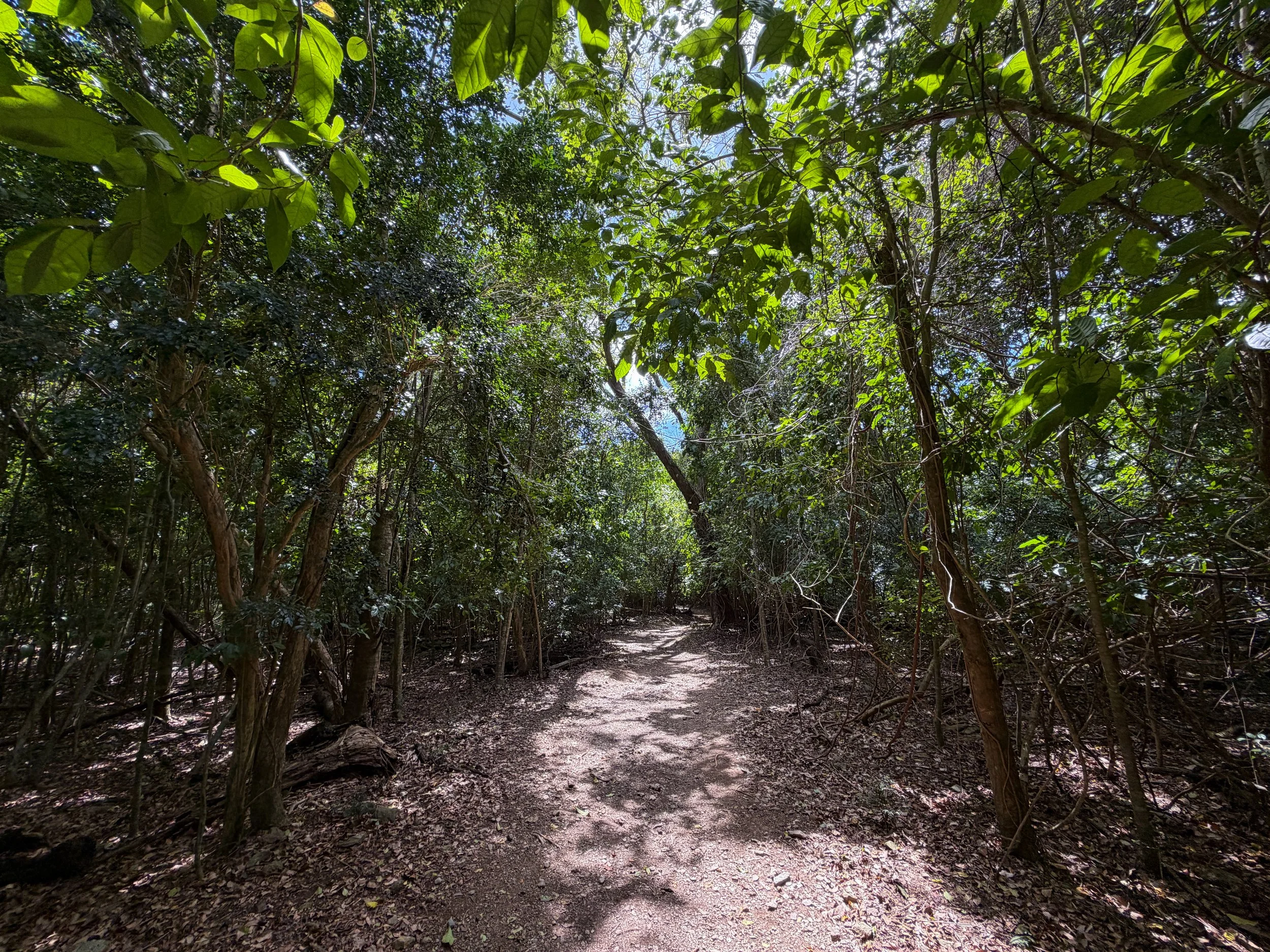 Reef Bay Trail Virgin Islands National Park