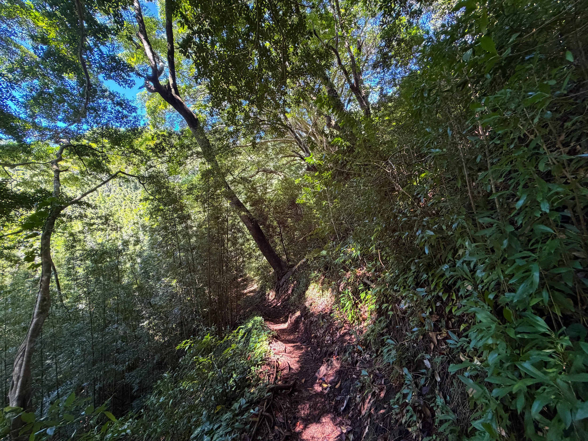 Aihualama Trail Oahu Hawaii